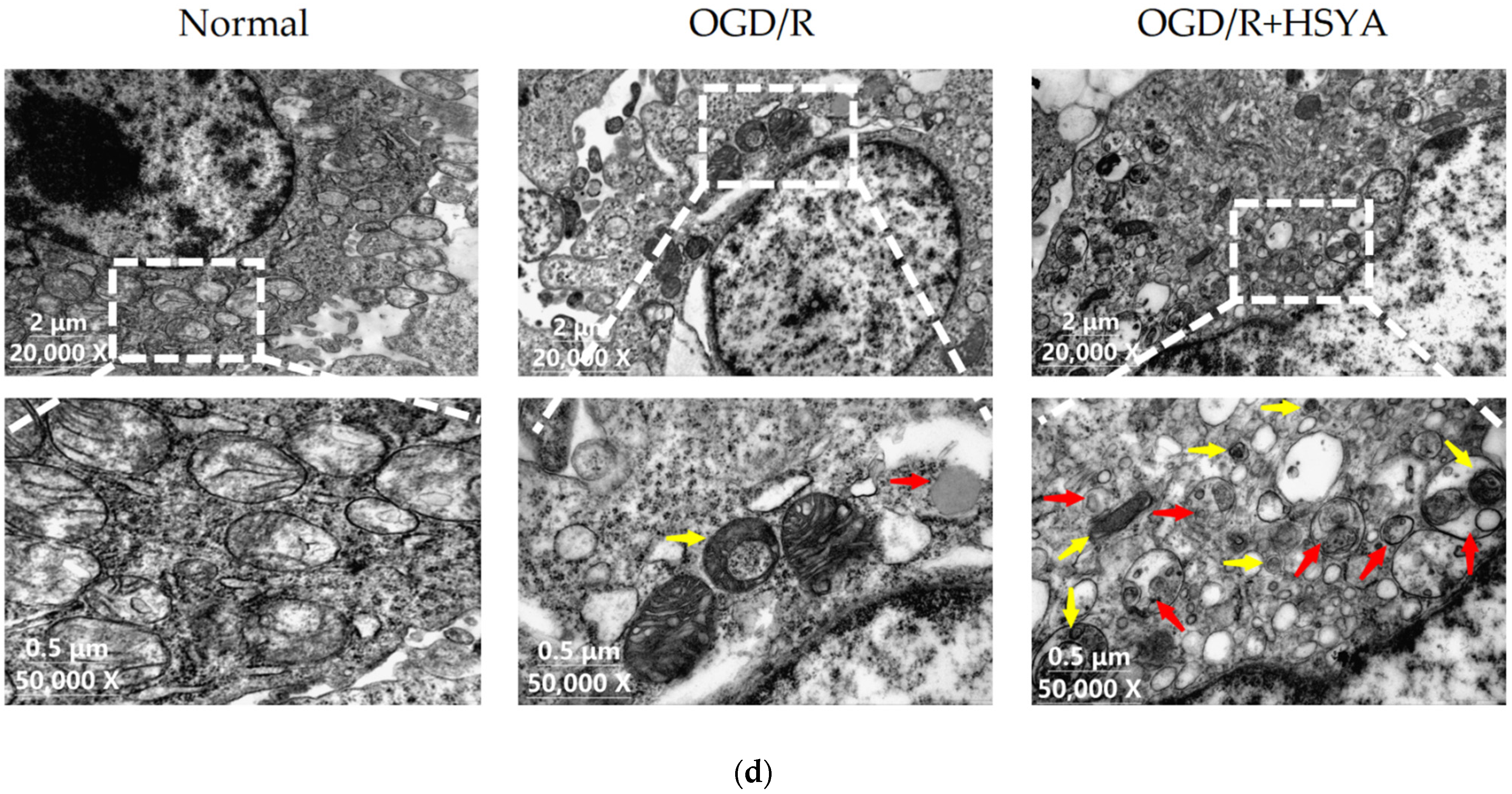 Cells 11 03726 g004b Cells 11 03726 g004b