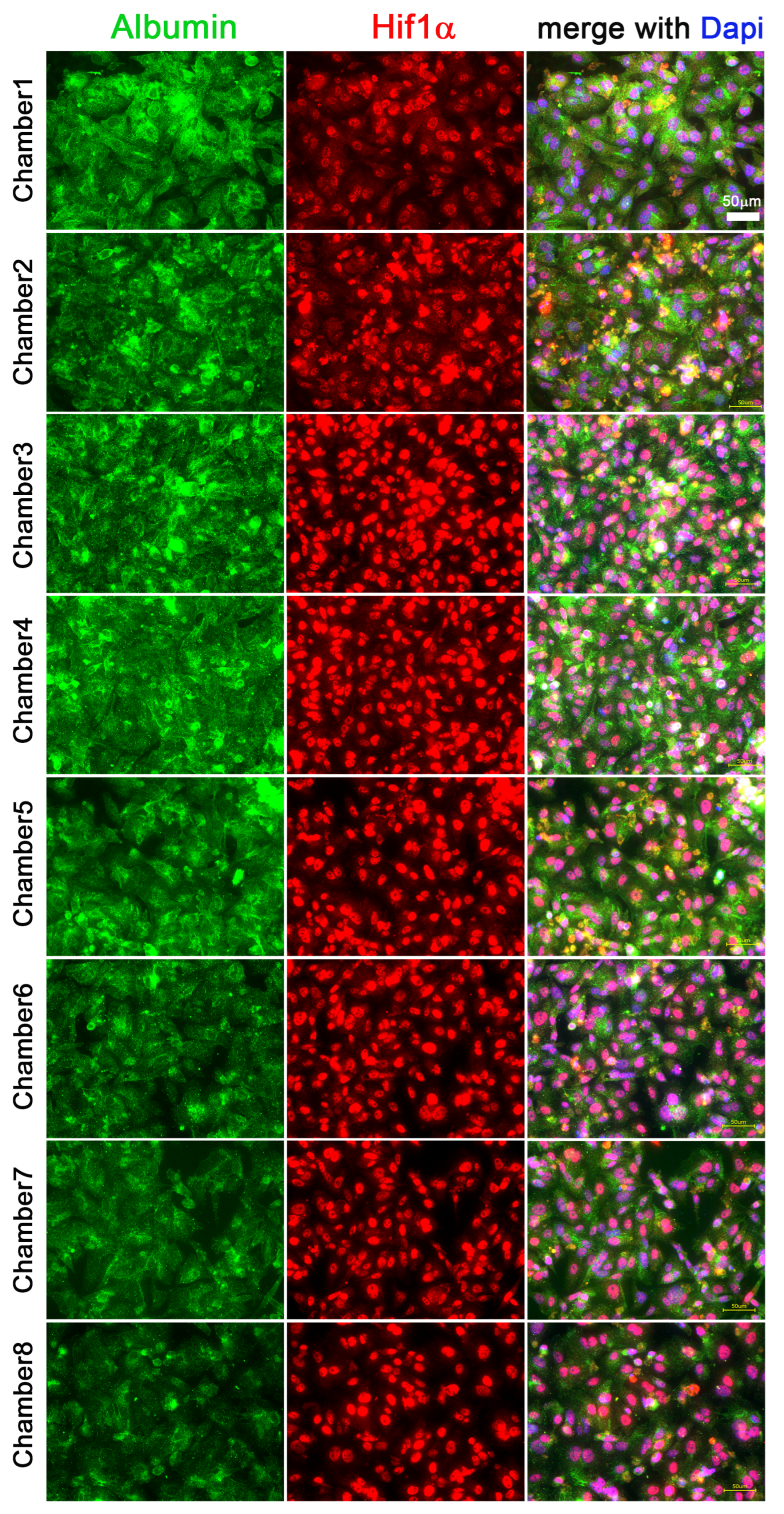 Cells 11 03734 g003a Cells 11 03734 g003a
