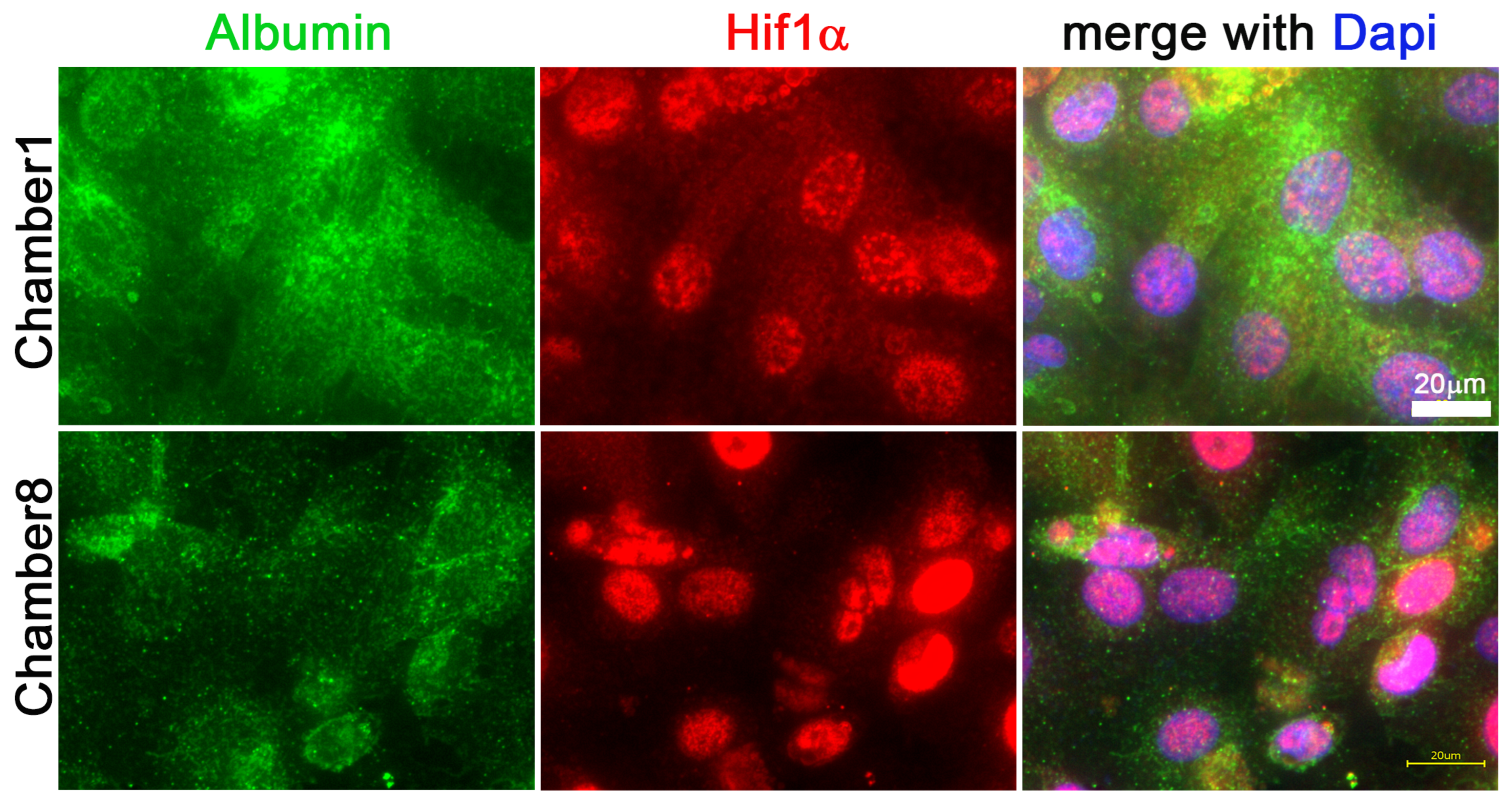 Cells 11 03734 g003b Cells 11 03734 g003b