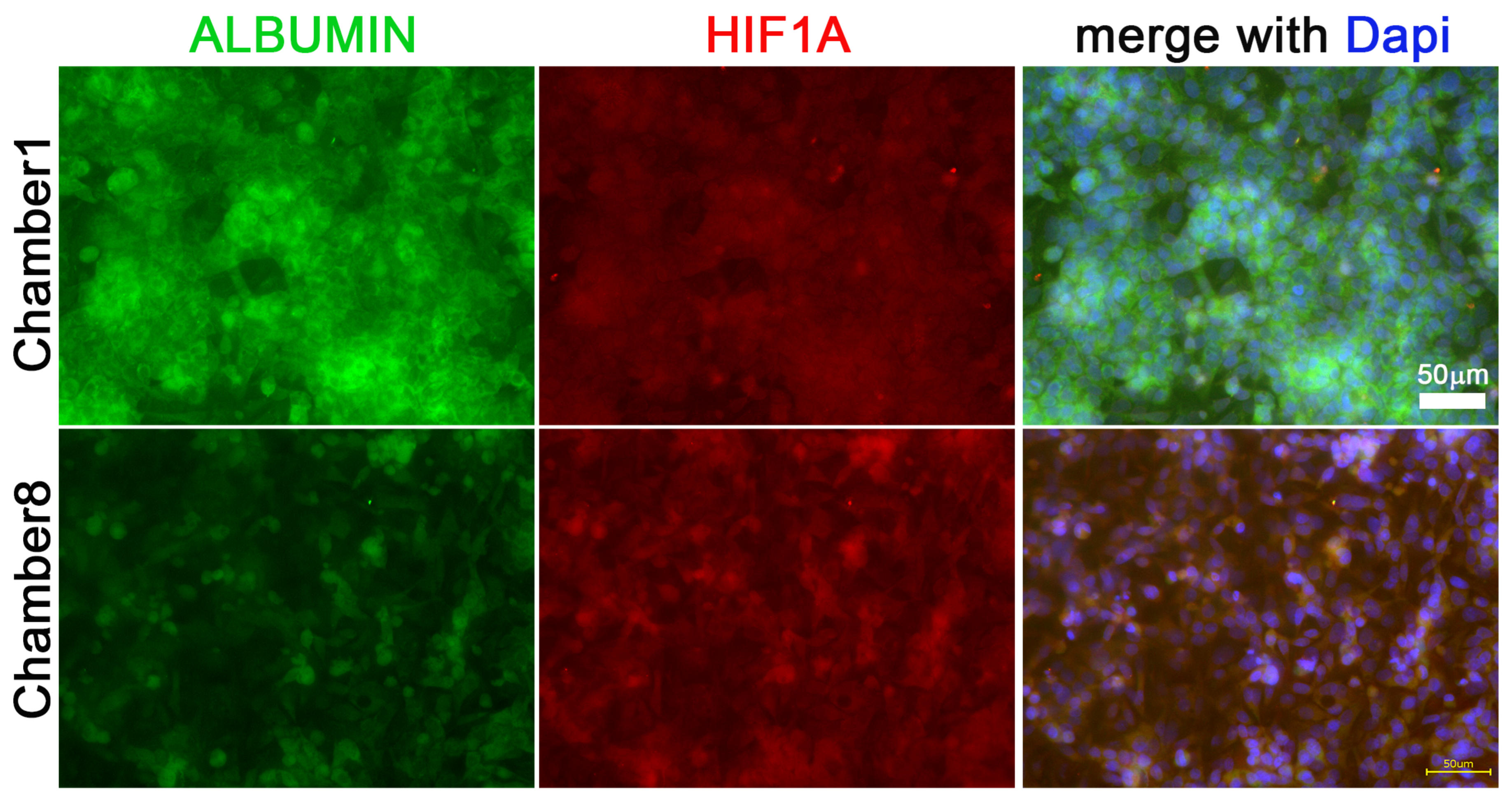 Cells 11 03734 g005 Cells 11 03734 g005