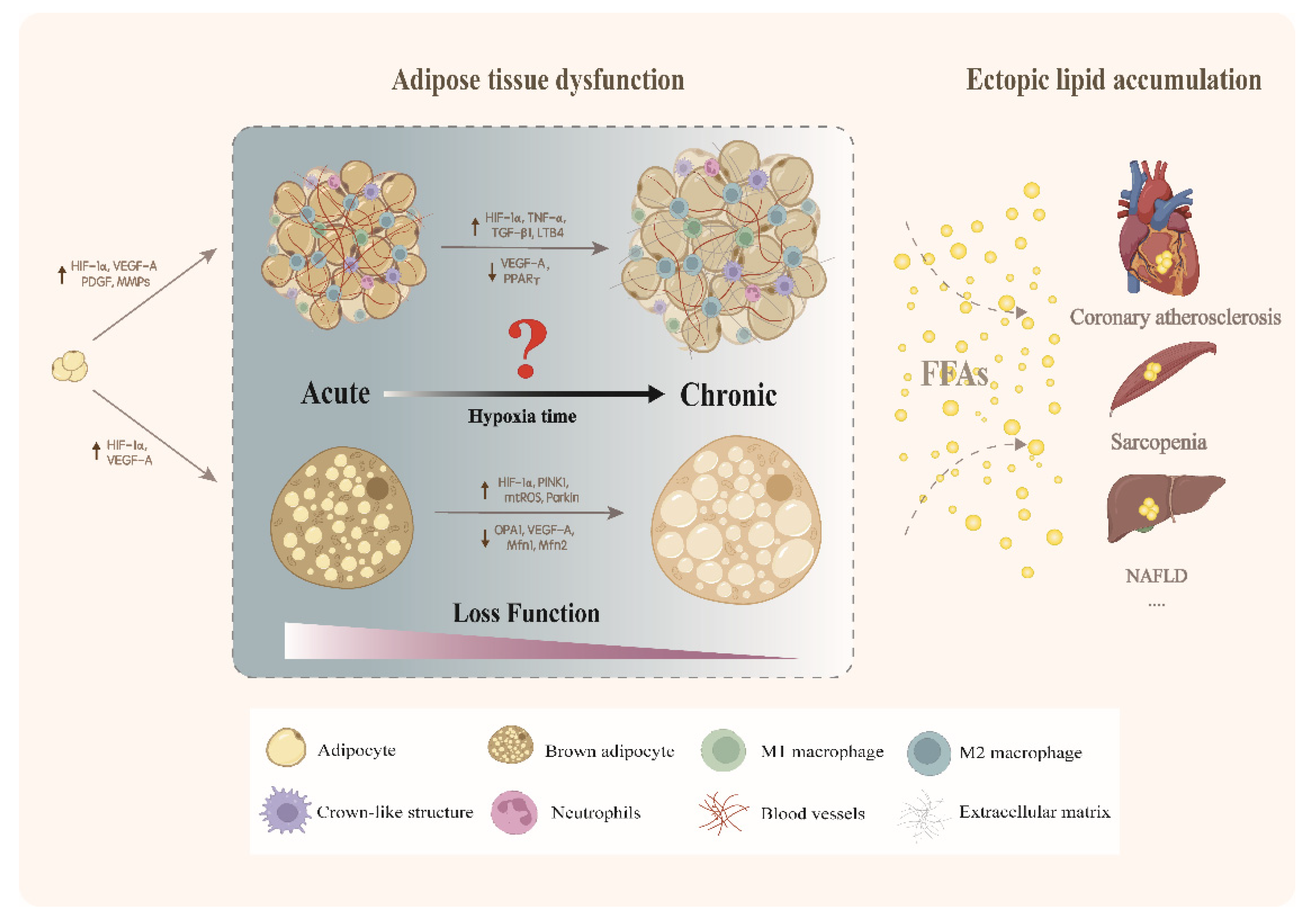 Cells Free FullText Hypoxia as a DoubleEdged Sword to Combat