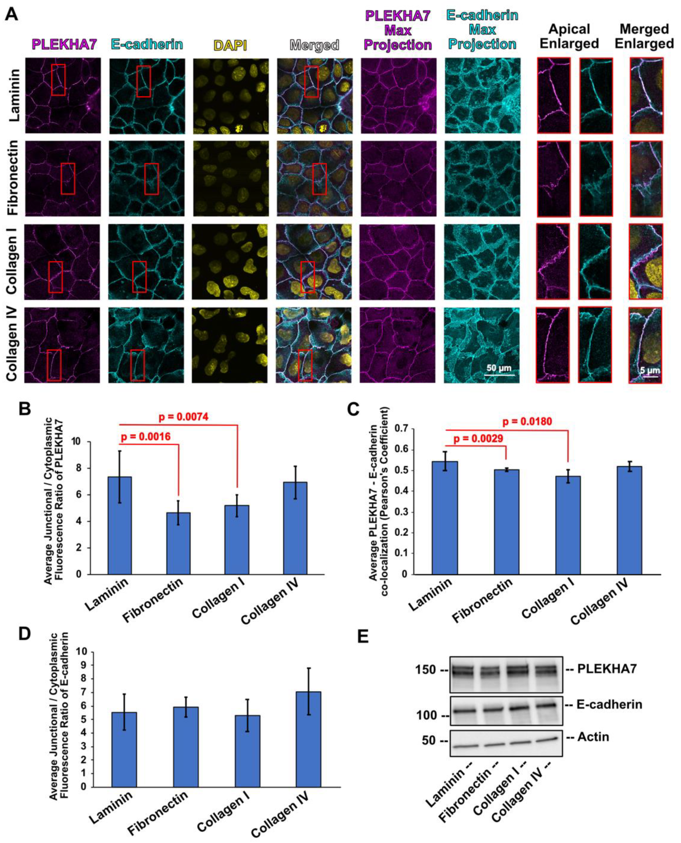 Cells 11 03740 g002 Cells 11 03740 g002