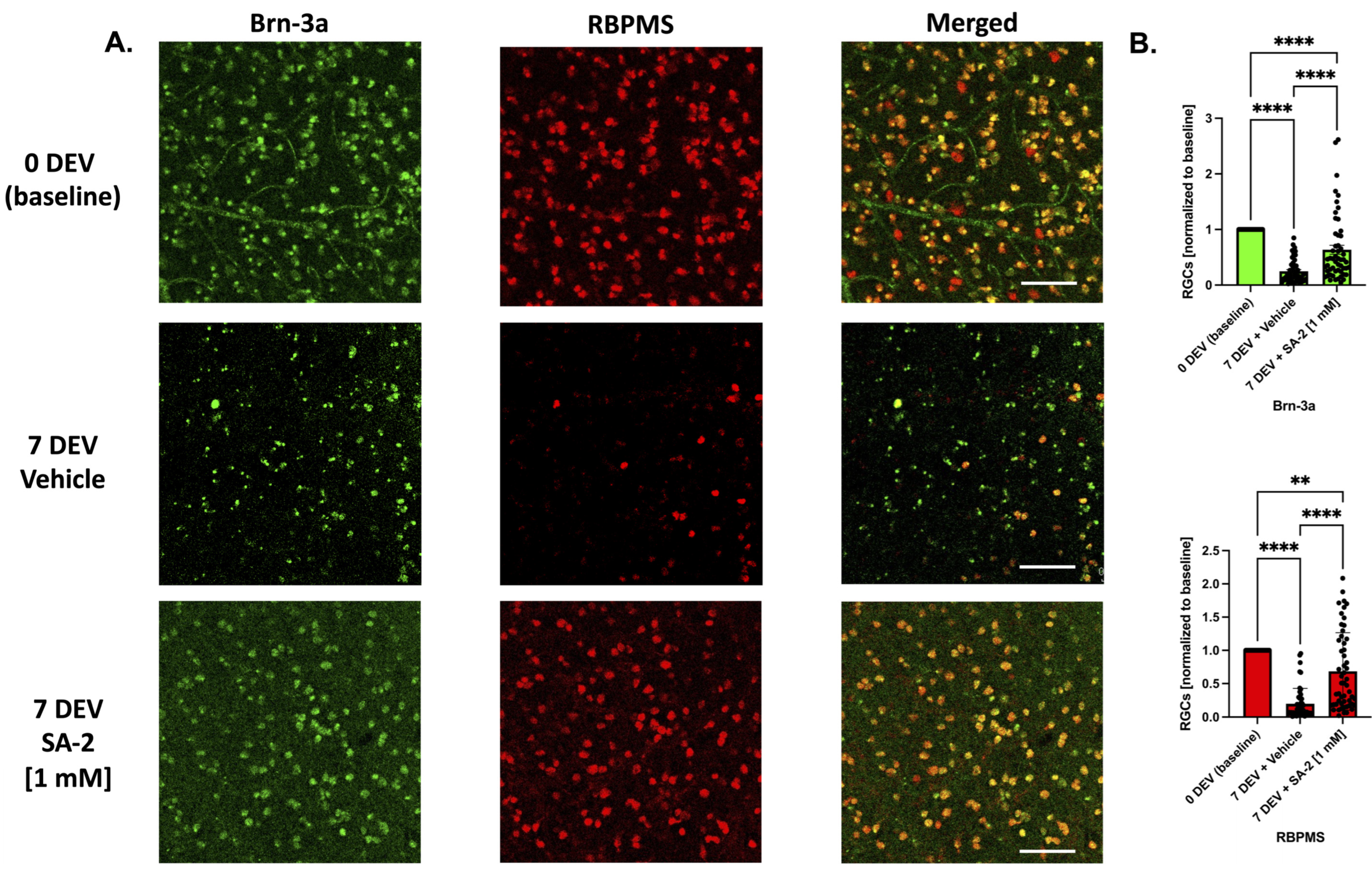 Cells 11 03741 g006 Cells 11 03741 g006