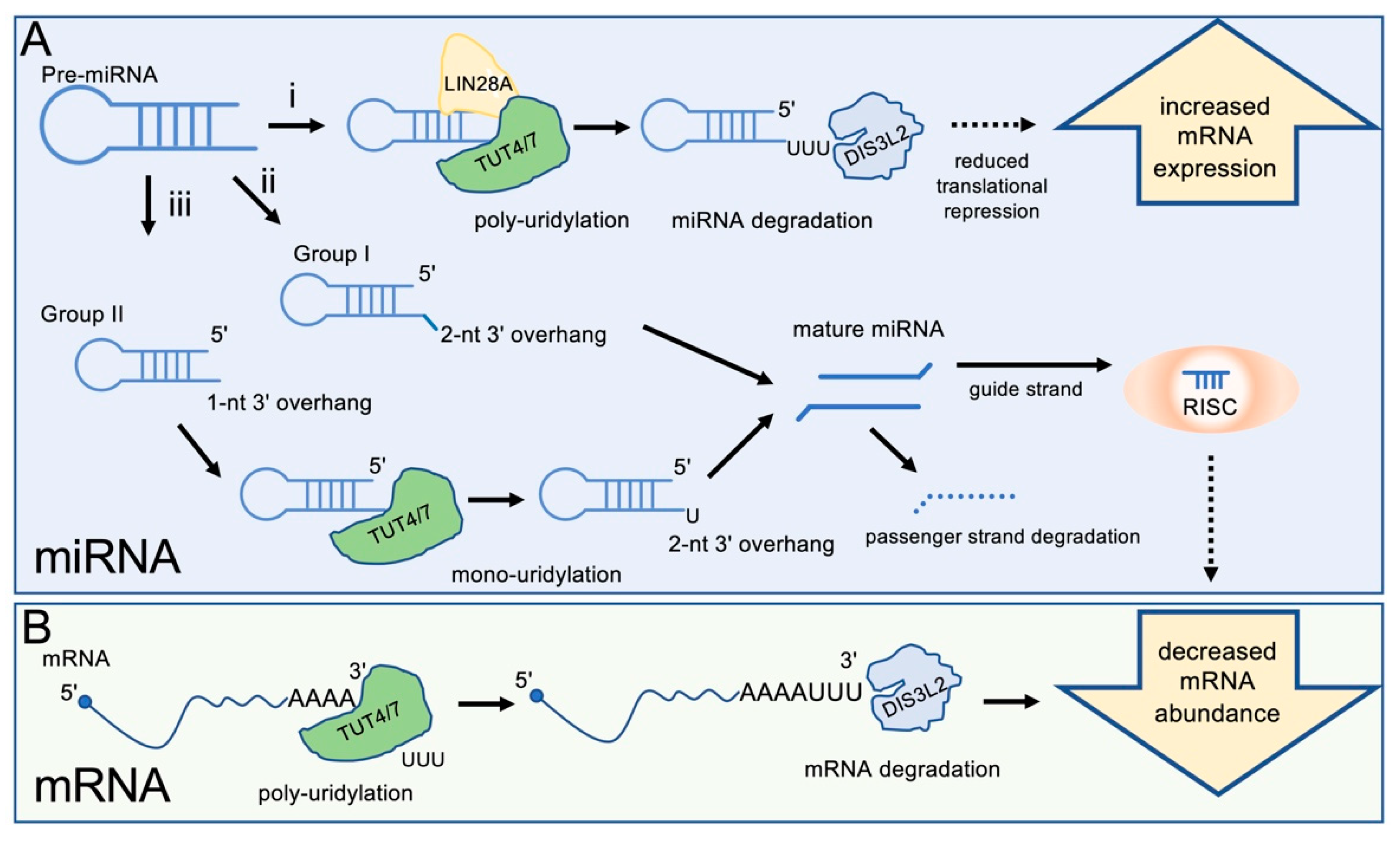Cells 11 03742 g001 Cells 11 03742 g001
