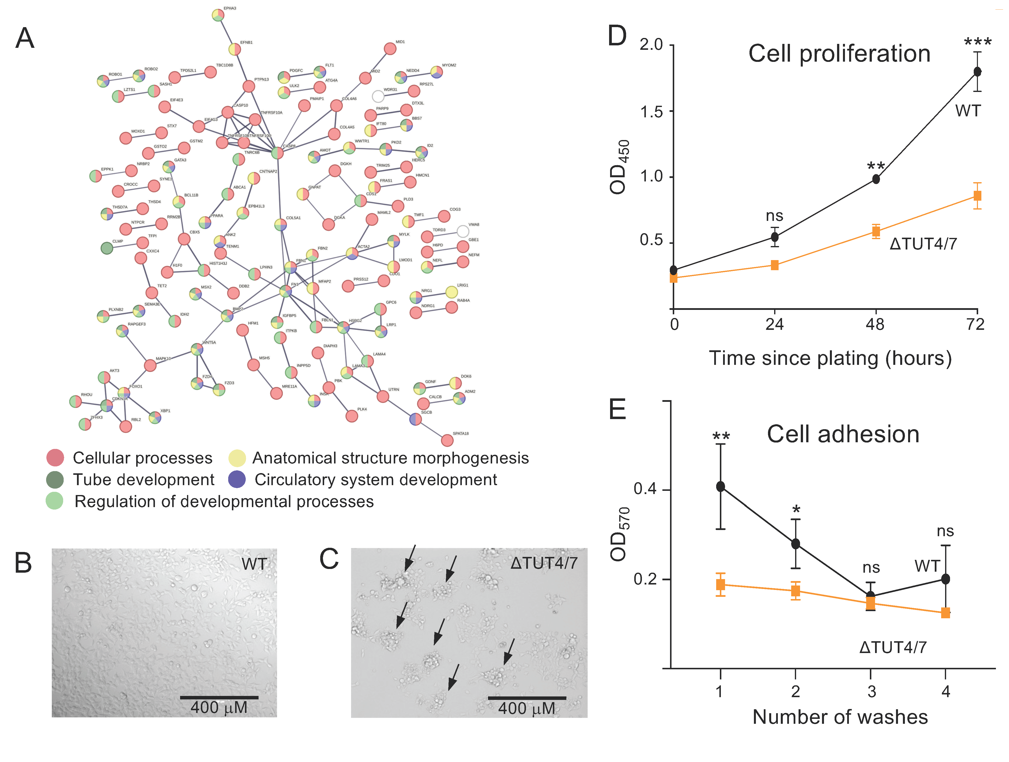 Cells 11 03742 g004 Cells 11 03742 g004
