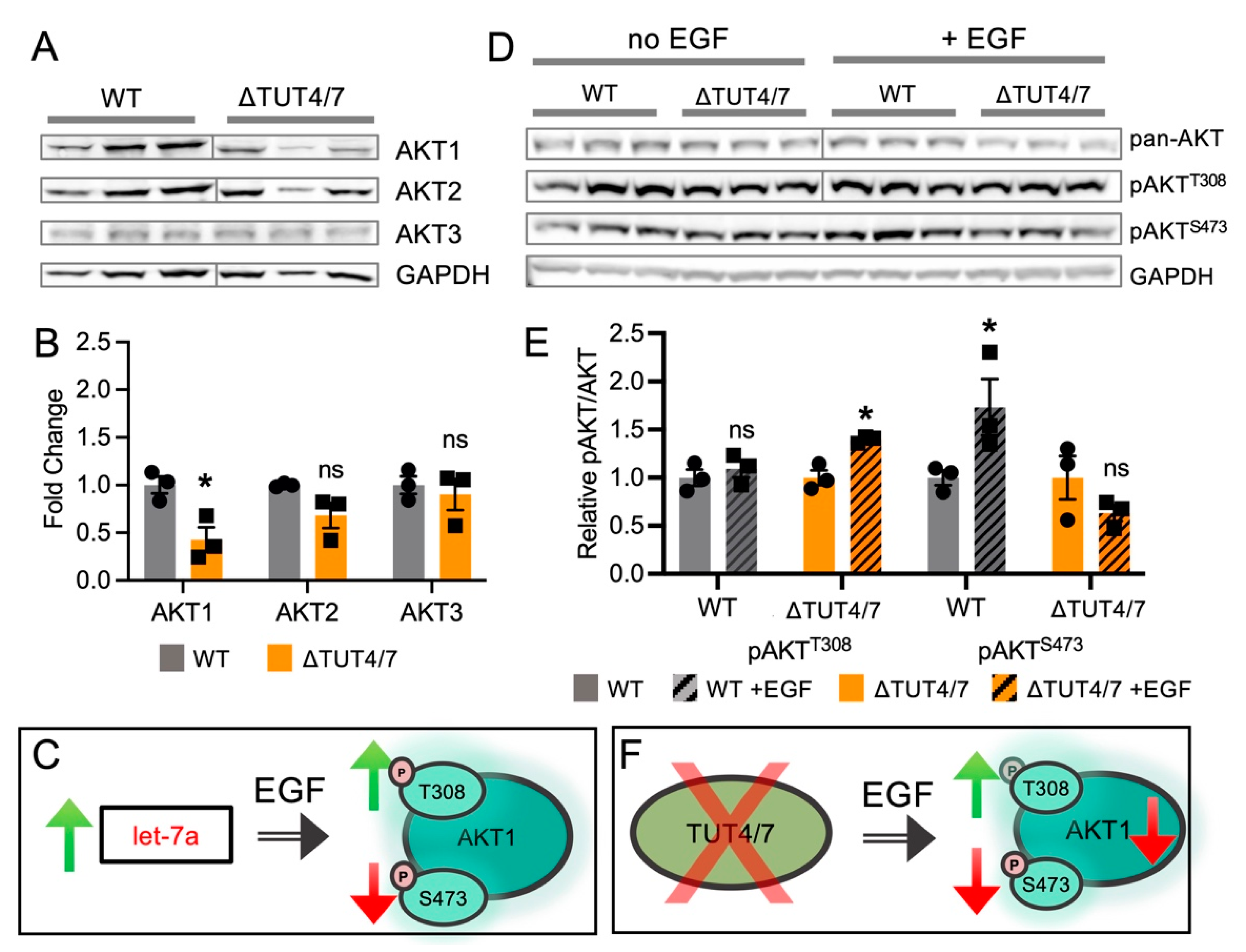 Cells 11 03742 g006 Cells 11 03742 g006