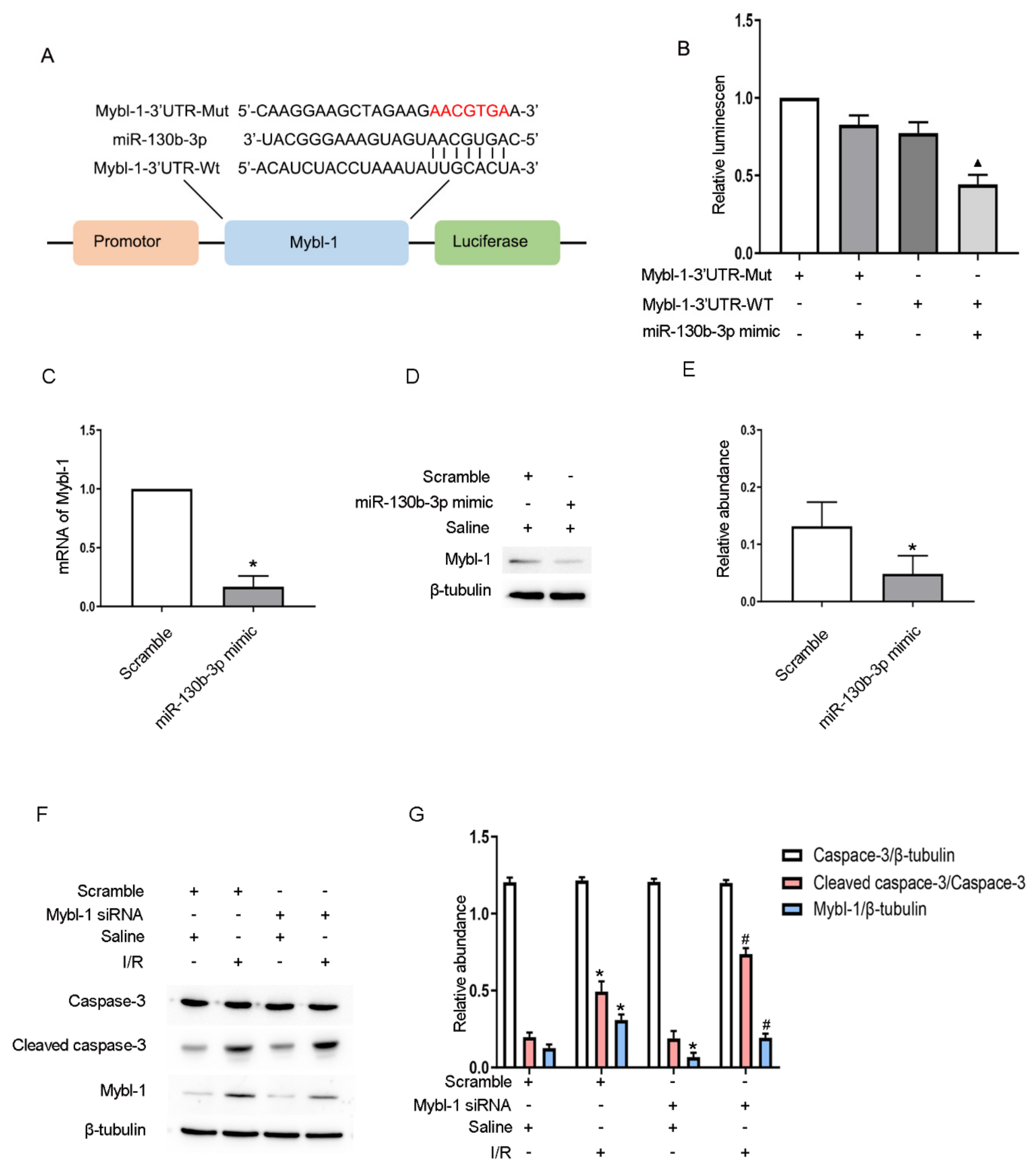 Cells 11 03747 g007 Cells 11 03747 g007