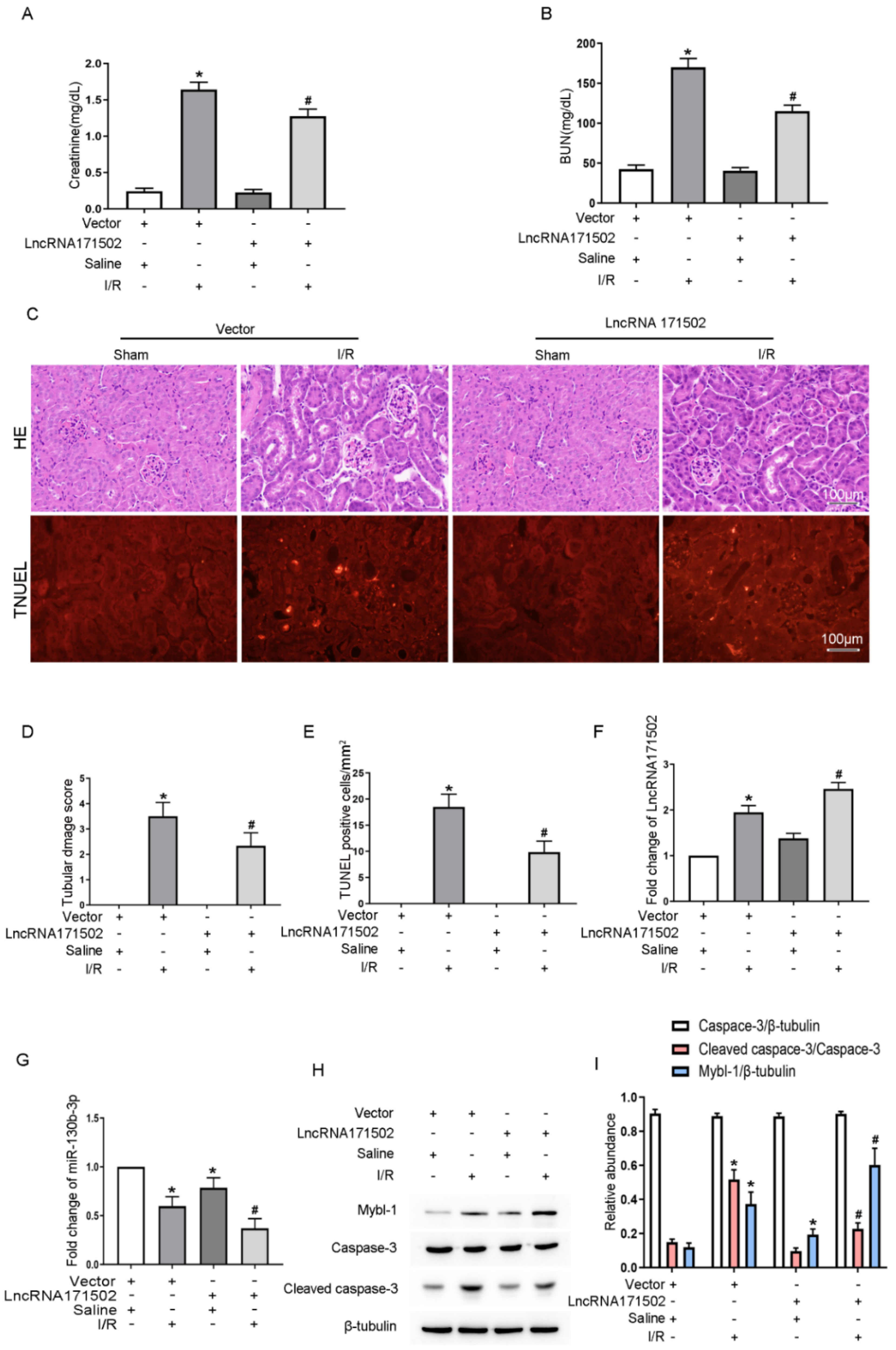 Cells 11 03747 g009 Cells 11 03747 g009