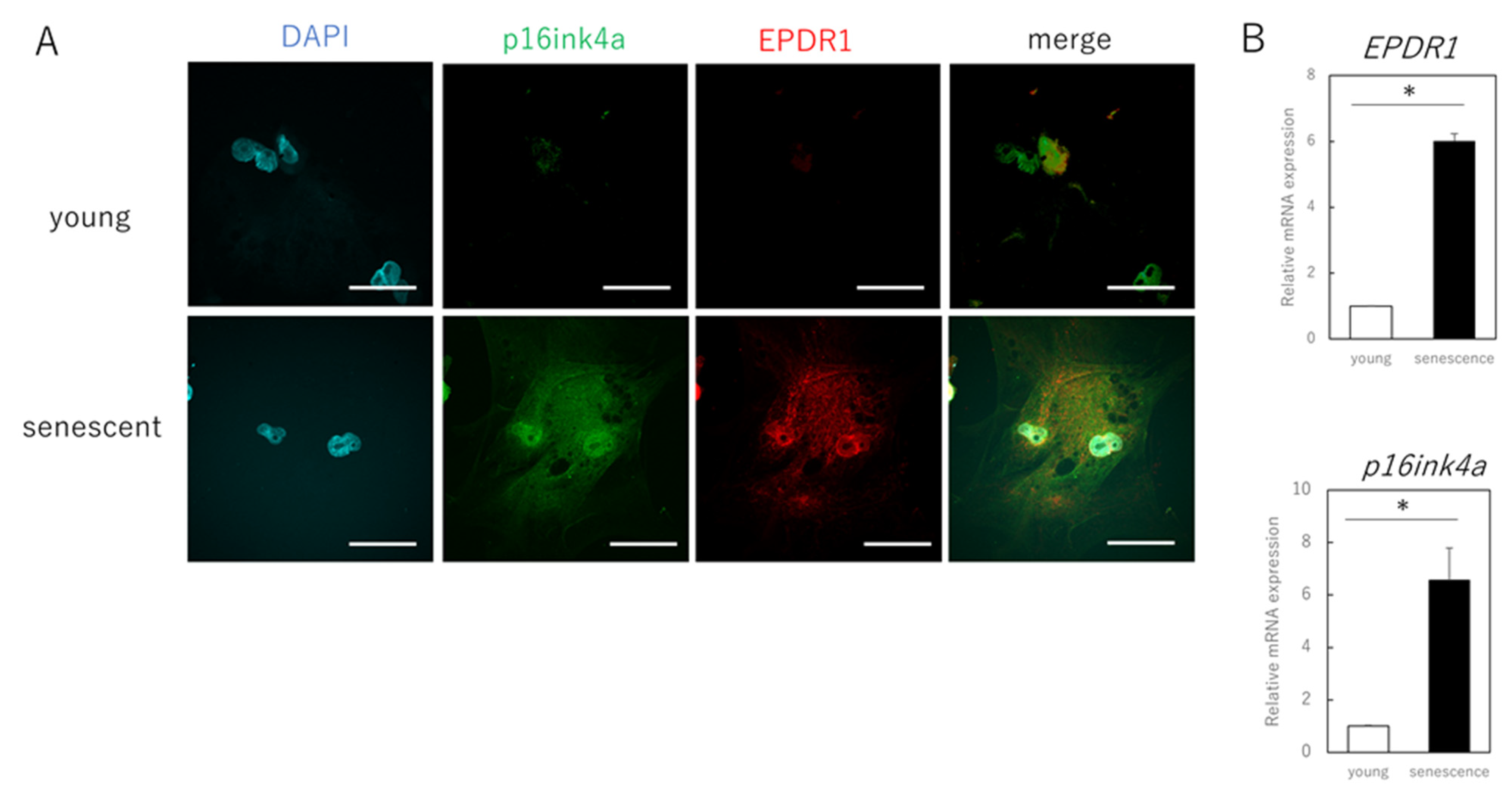 Cells 11 03749 g002a