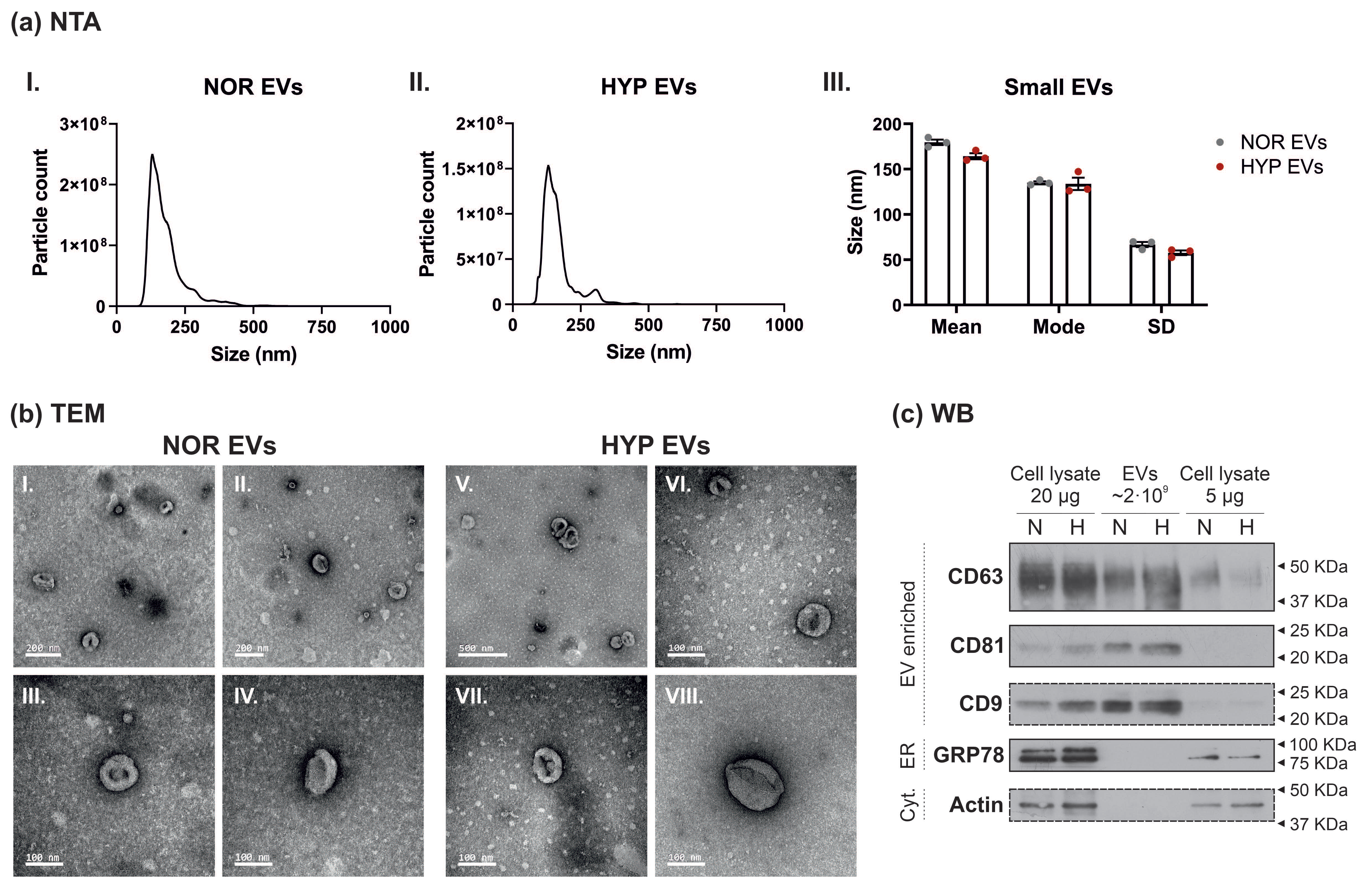 Cells 11 03750 g001 Cells 11 03750 g001