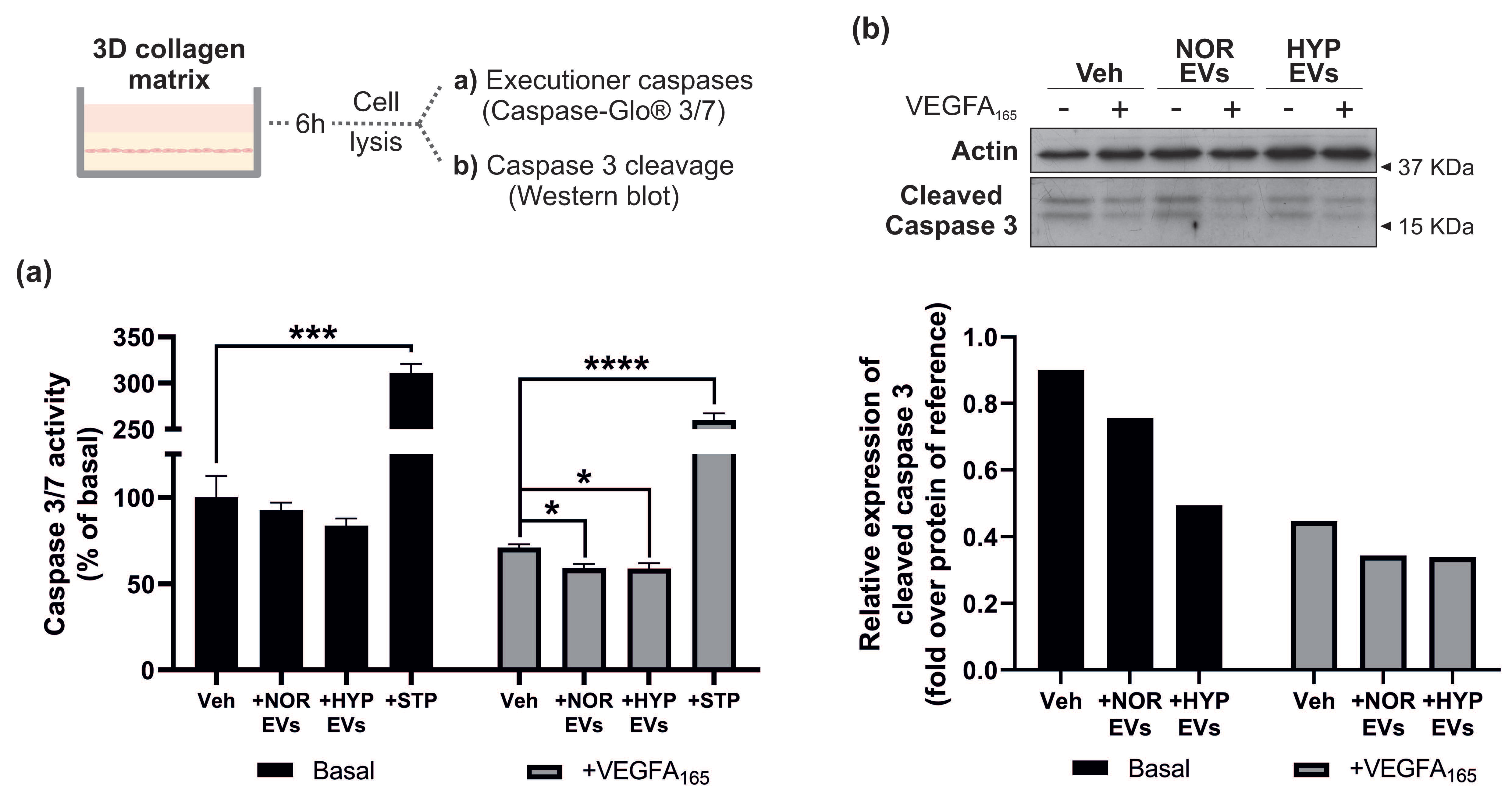 Cells 11 03750 g004 Cells 11 03750 g004