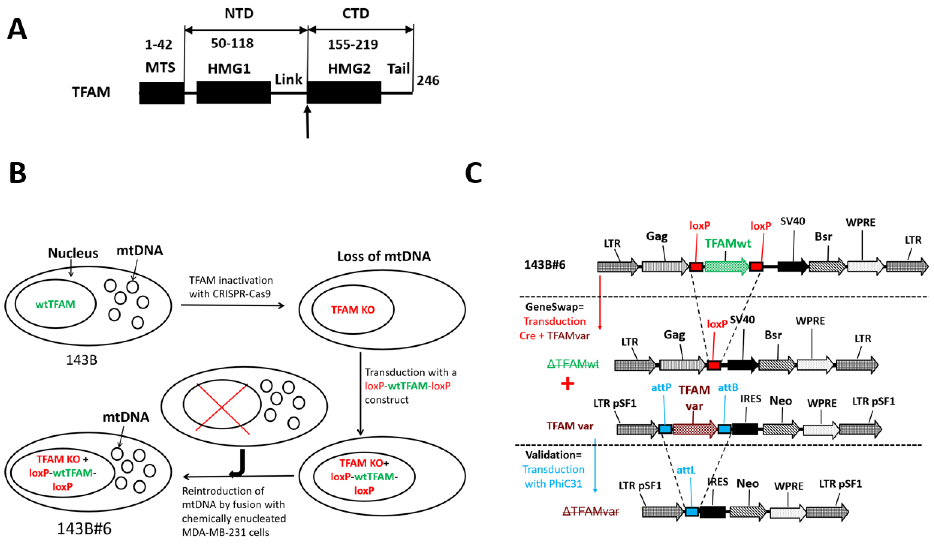Cells 11 03754 g001 Cells 11 03754 g001