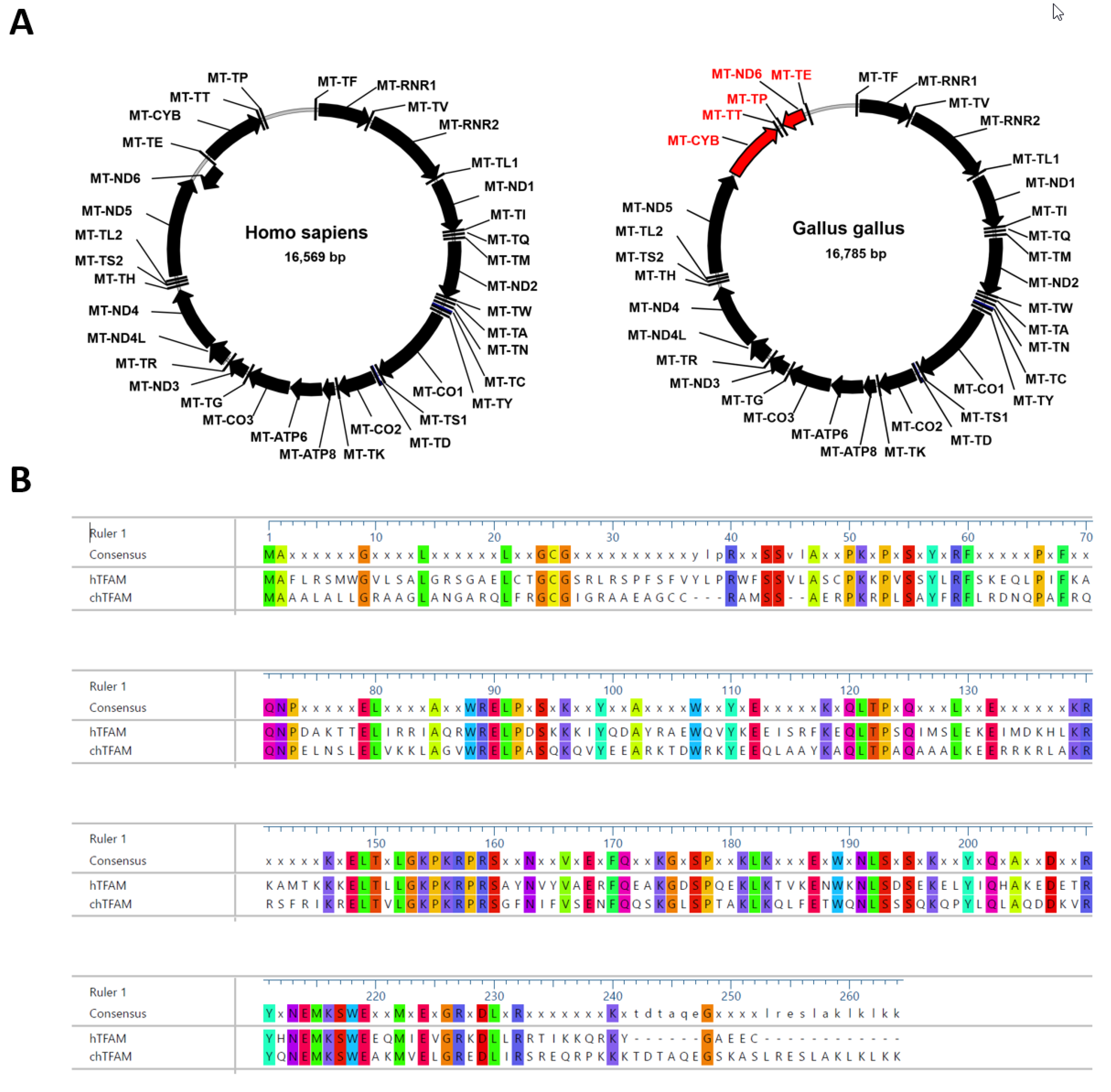 Cells 11 03754 g002 Cells 11 03754 g002