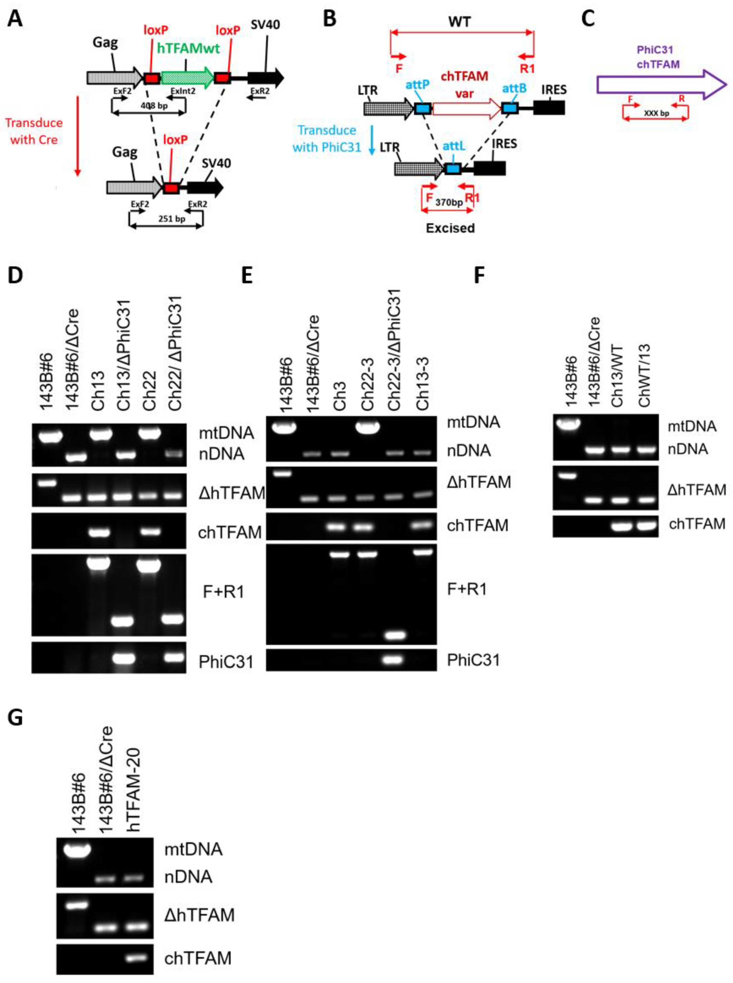 Cells 11 03754 g003 Cells 11 03754 g003