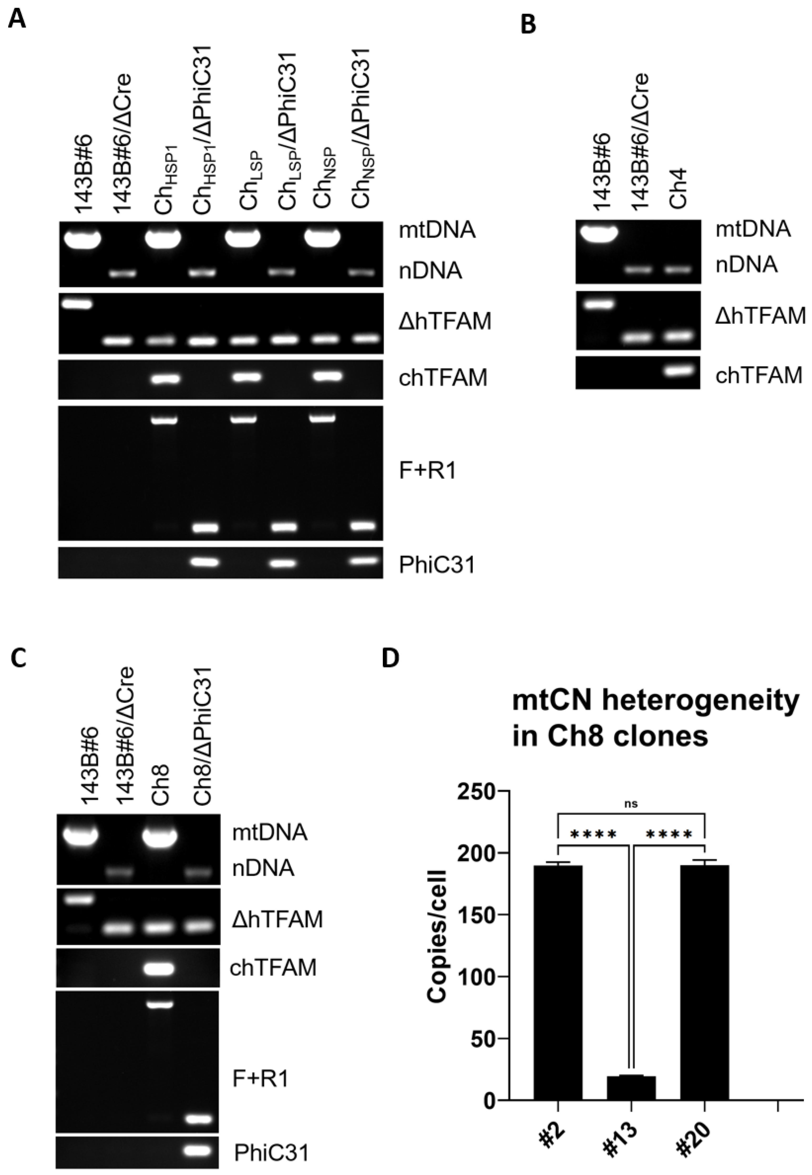 Cells 11 03754 g004 Cells 11 03754 g004