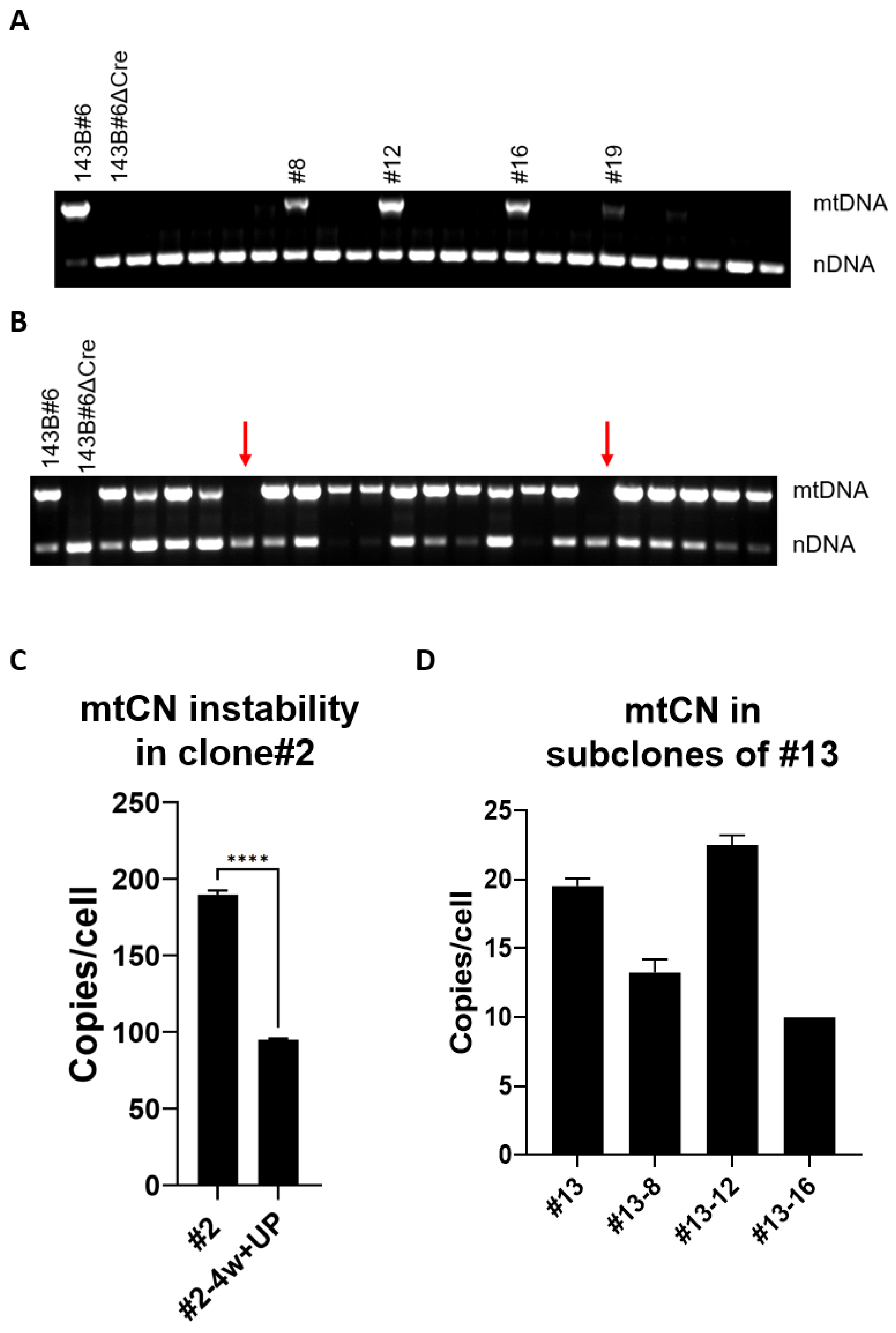 Cells 11 03754 g005 Cells 11 03754 g005