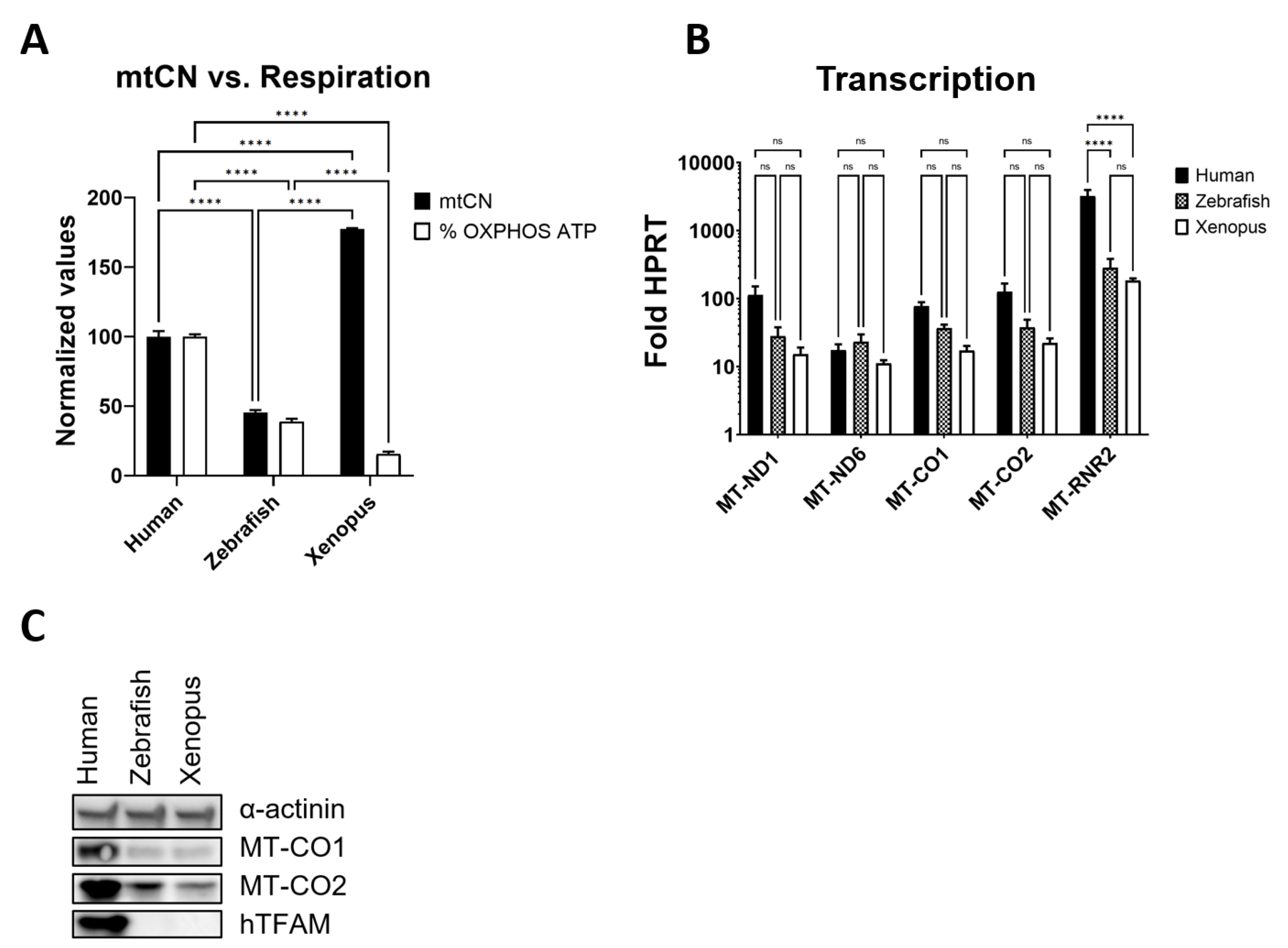 Cells 11 03754 g007 Cells 11 03754 g007