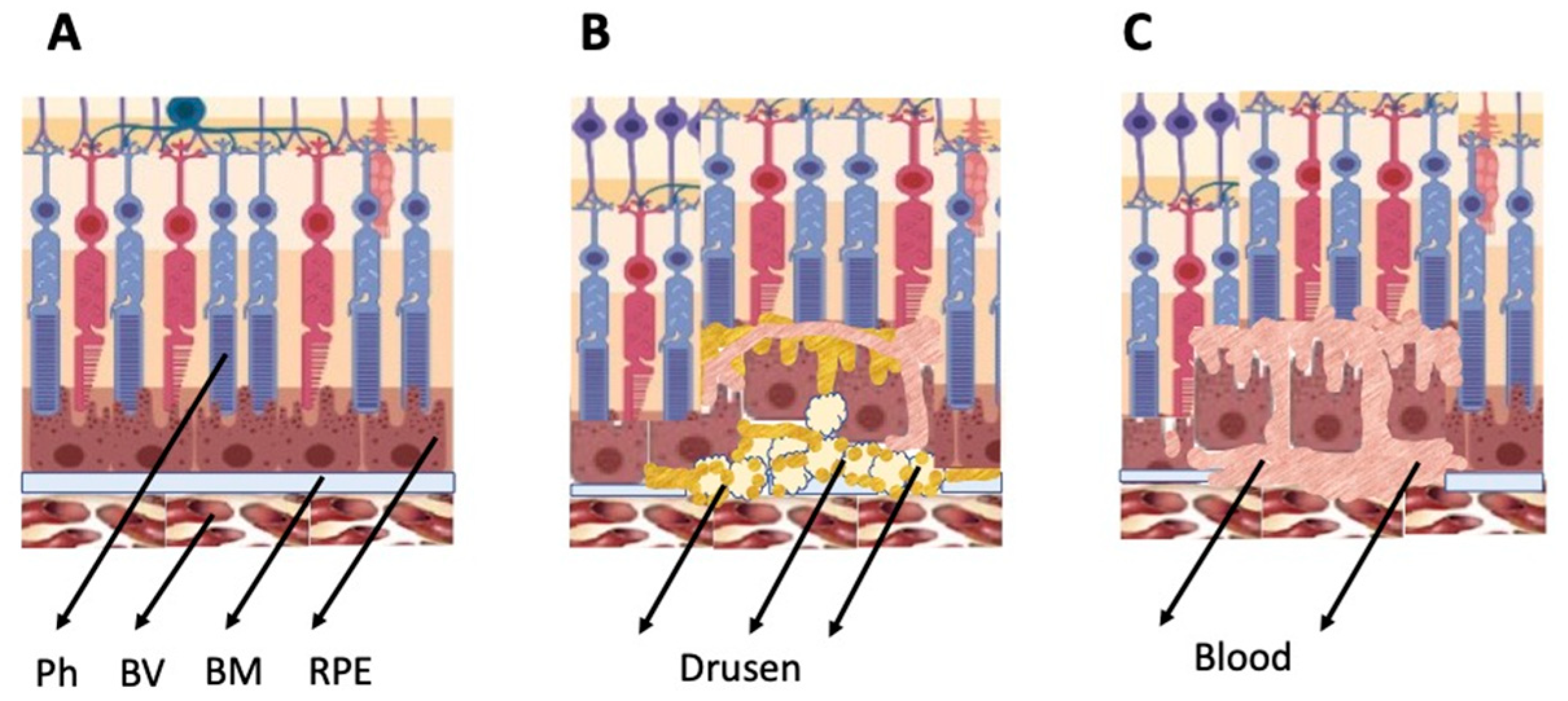 Cells 11 03755 g003 Cells 11 03755 g003