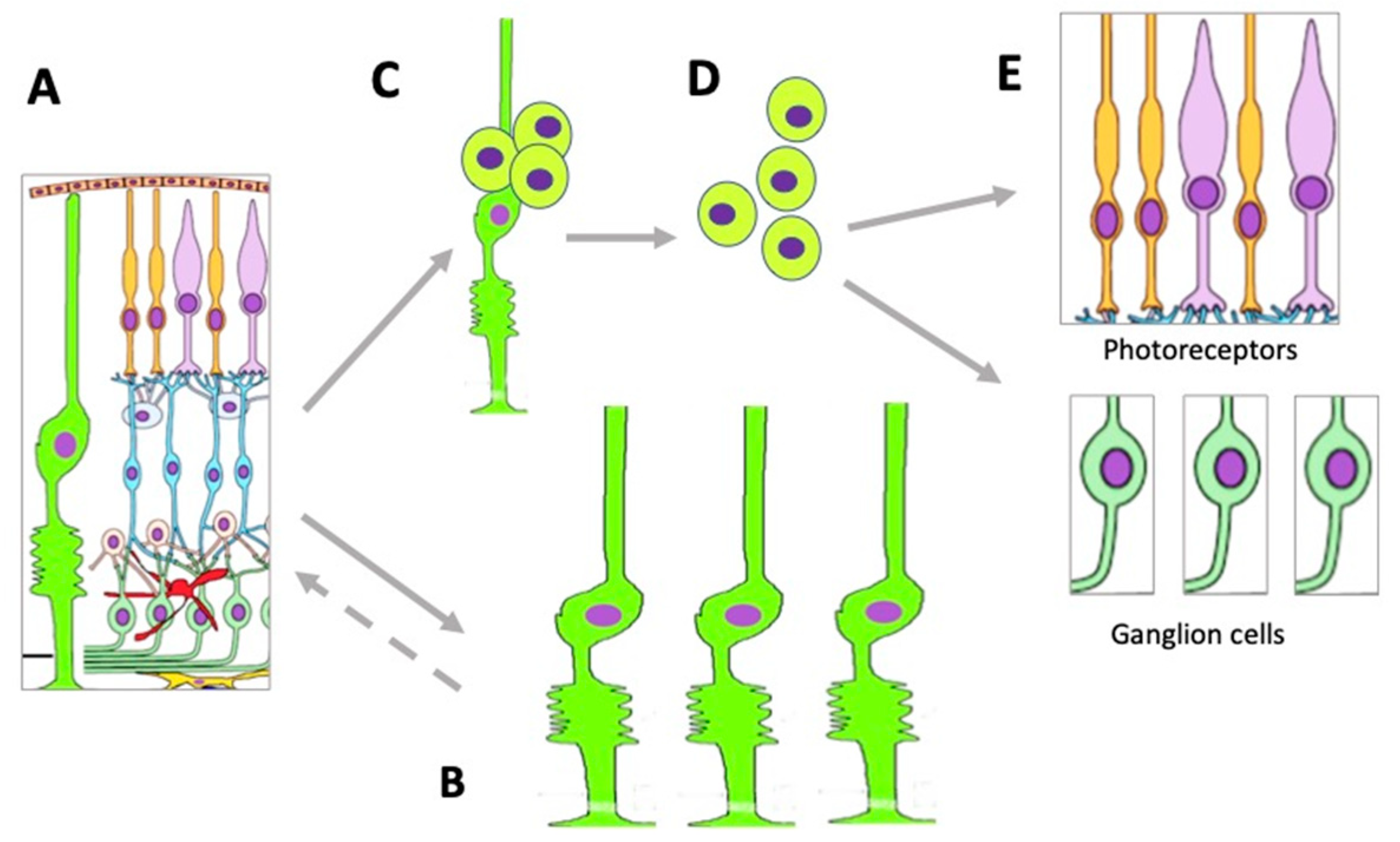 Cells 11 03755 g005 Cells 11 03755 g005