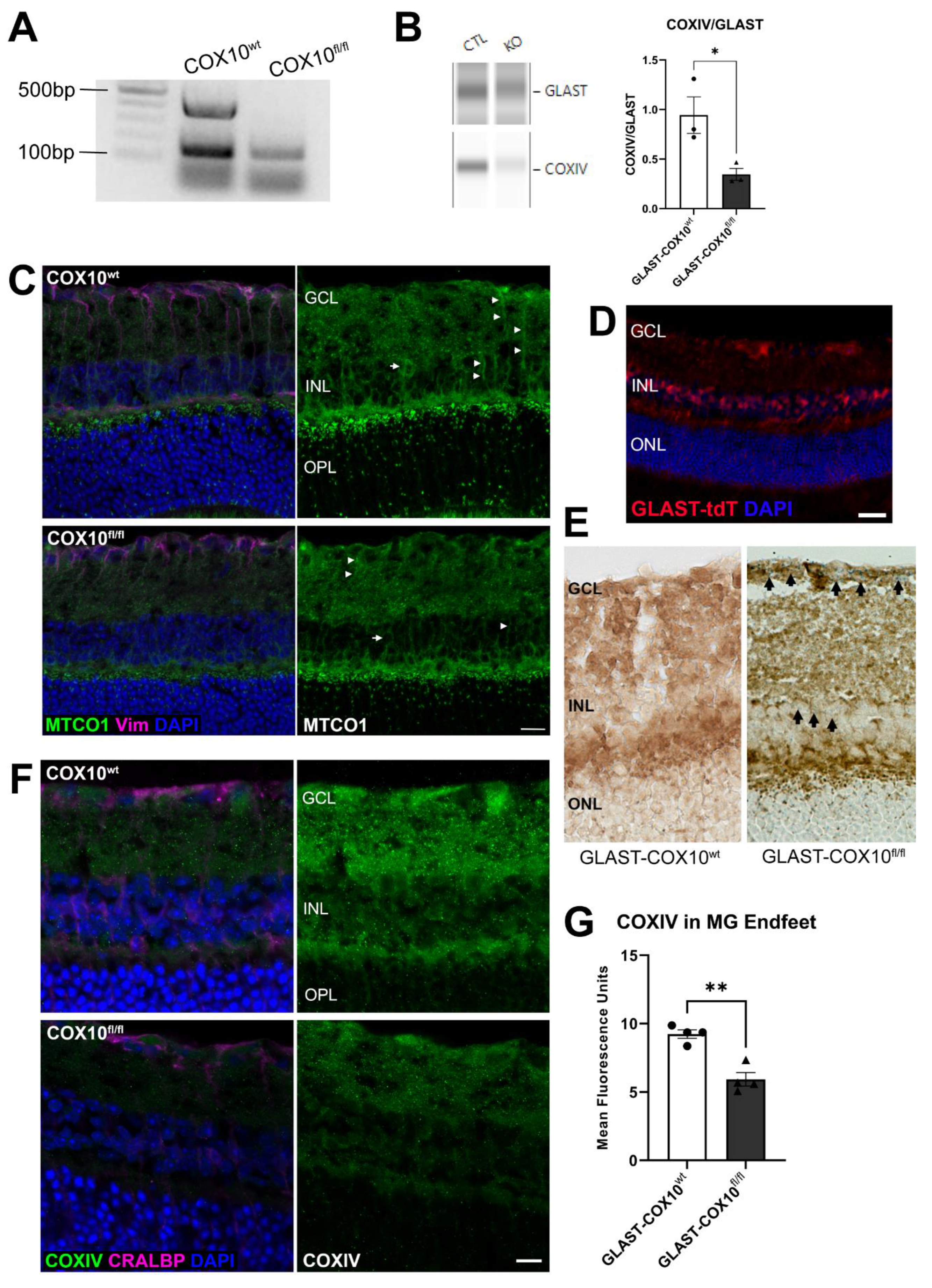 Cells 11 03756 g001 Cells 11 03756 g001