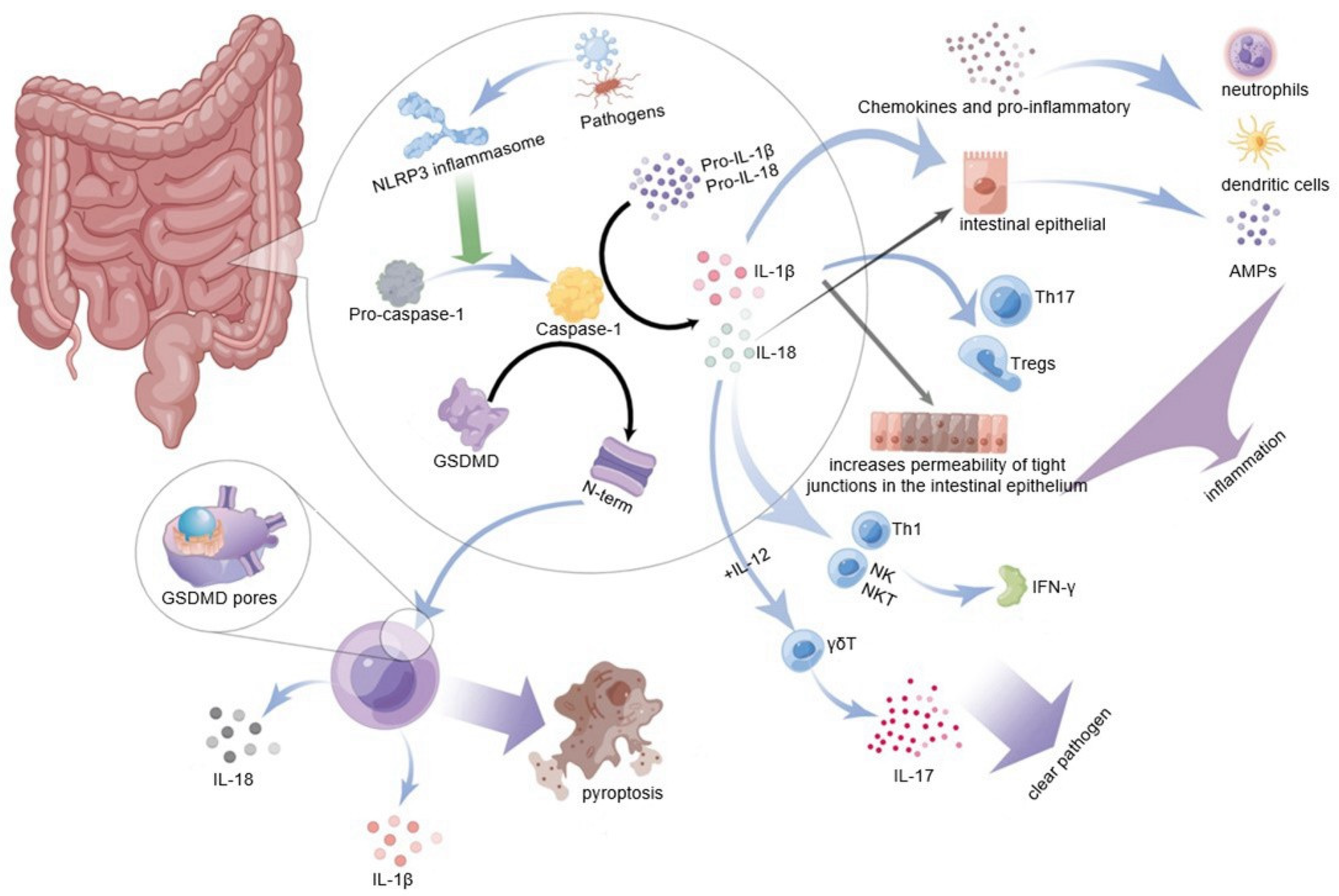 Cells 11 03758 g002 Cells 11 03758 g002