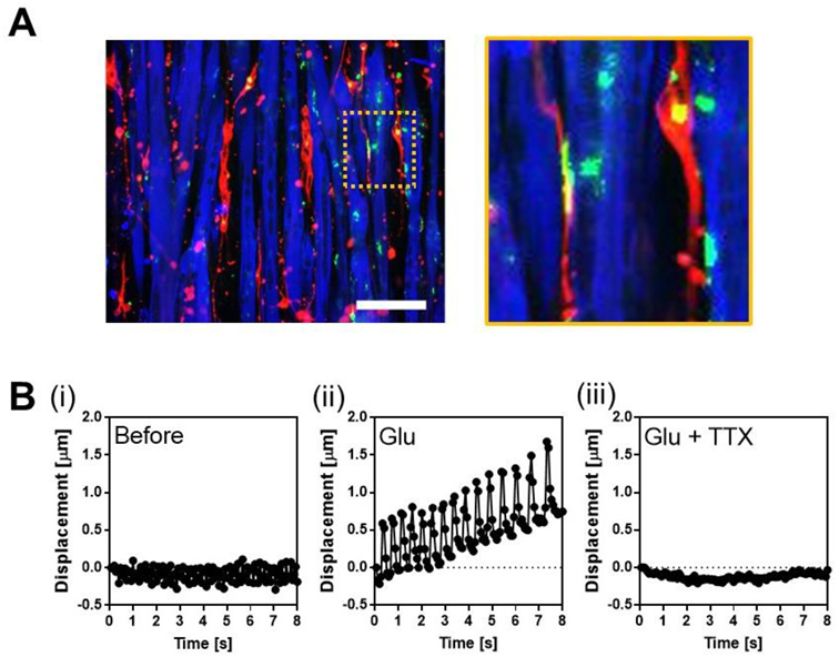 Cells 11 03760 g004 Cells 11 03760 g004
