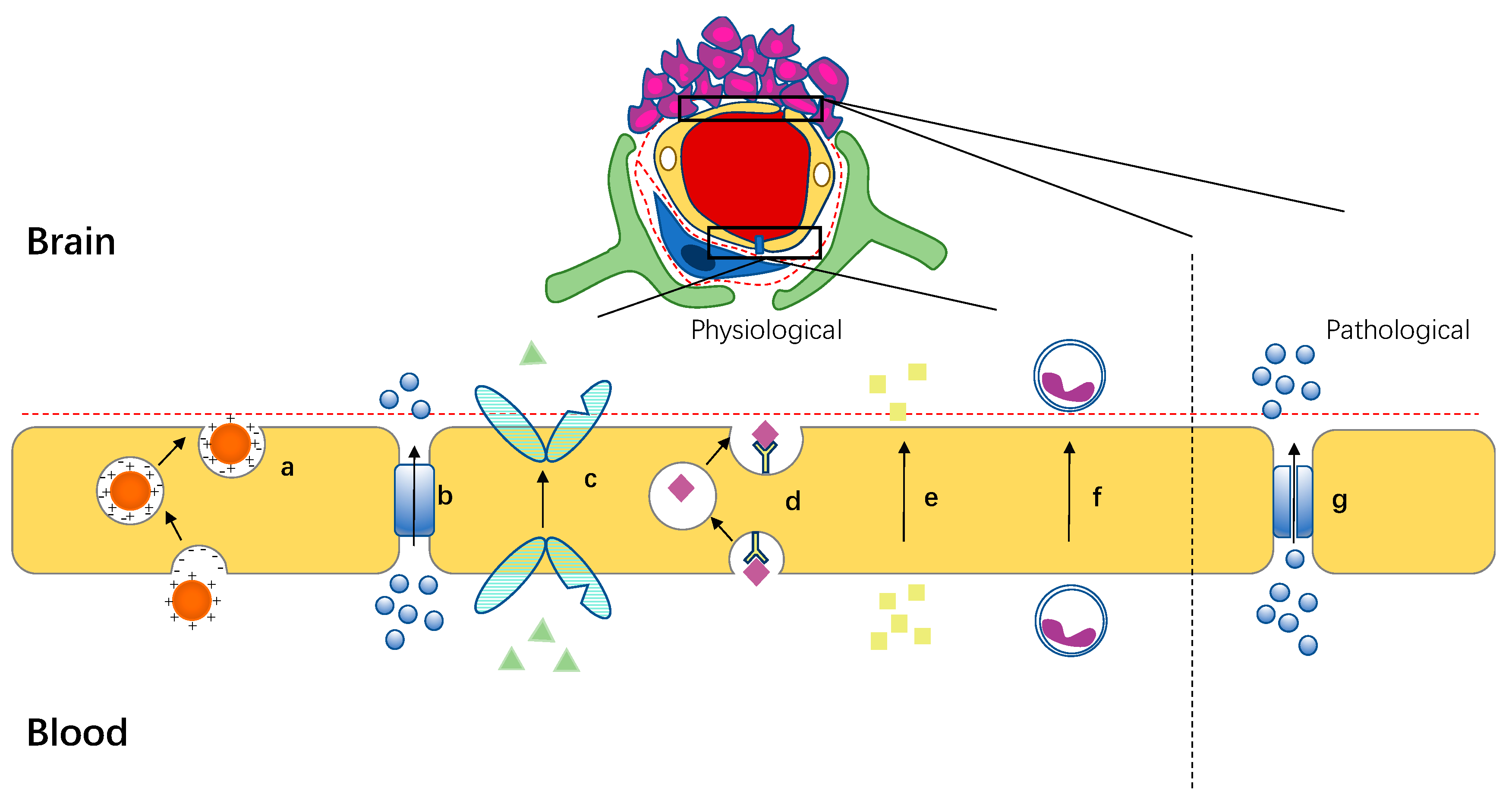 Cells 11 03761 g002 Cells 11 03761 g002