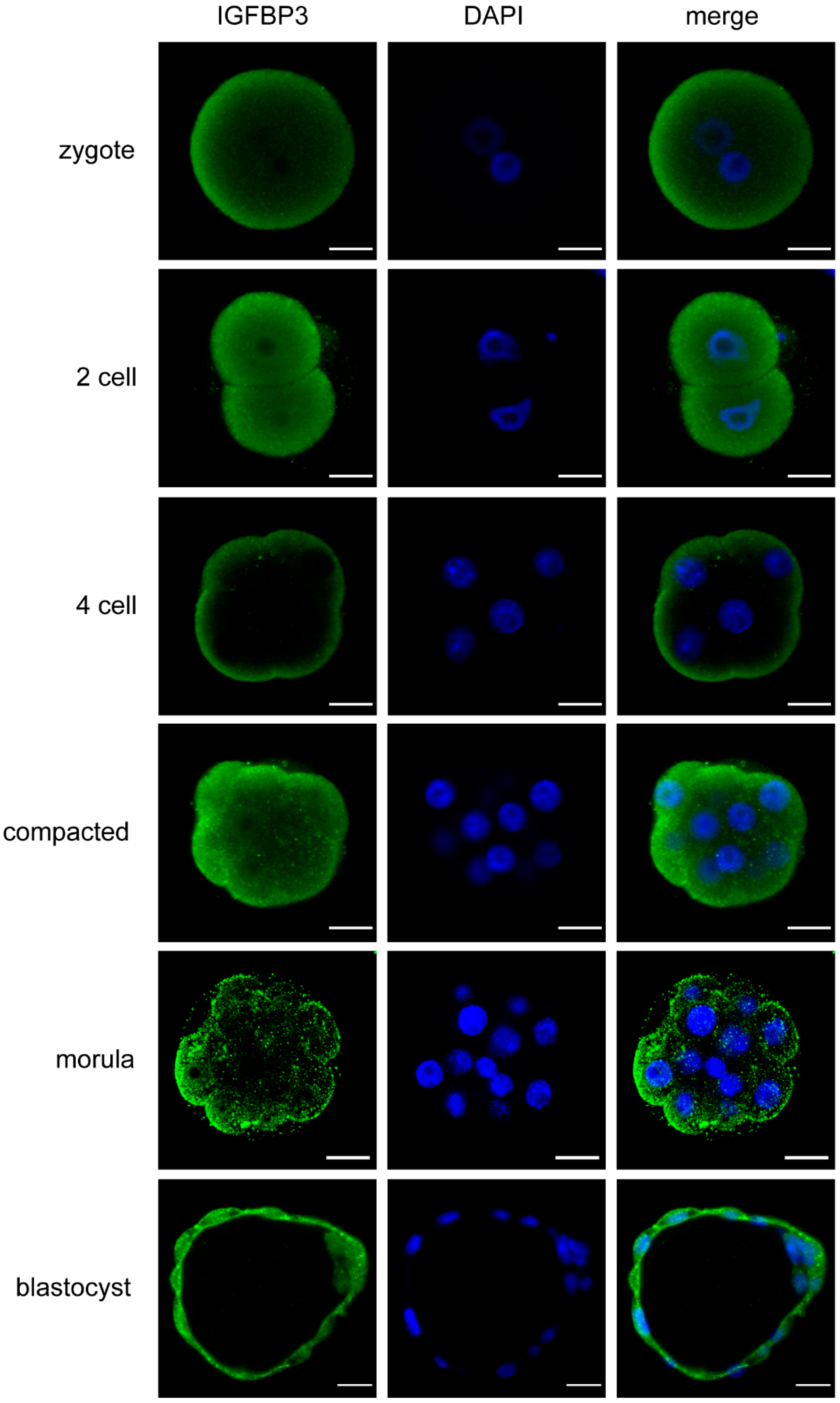 Cells 11 03762 g001 Cells 11 03762 g001