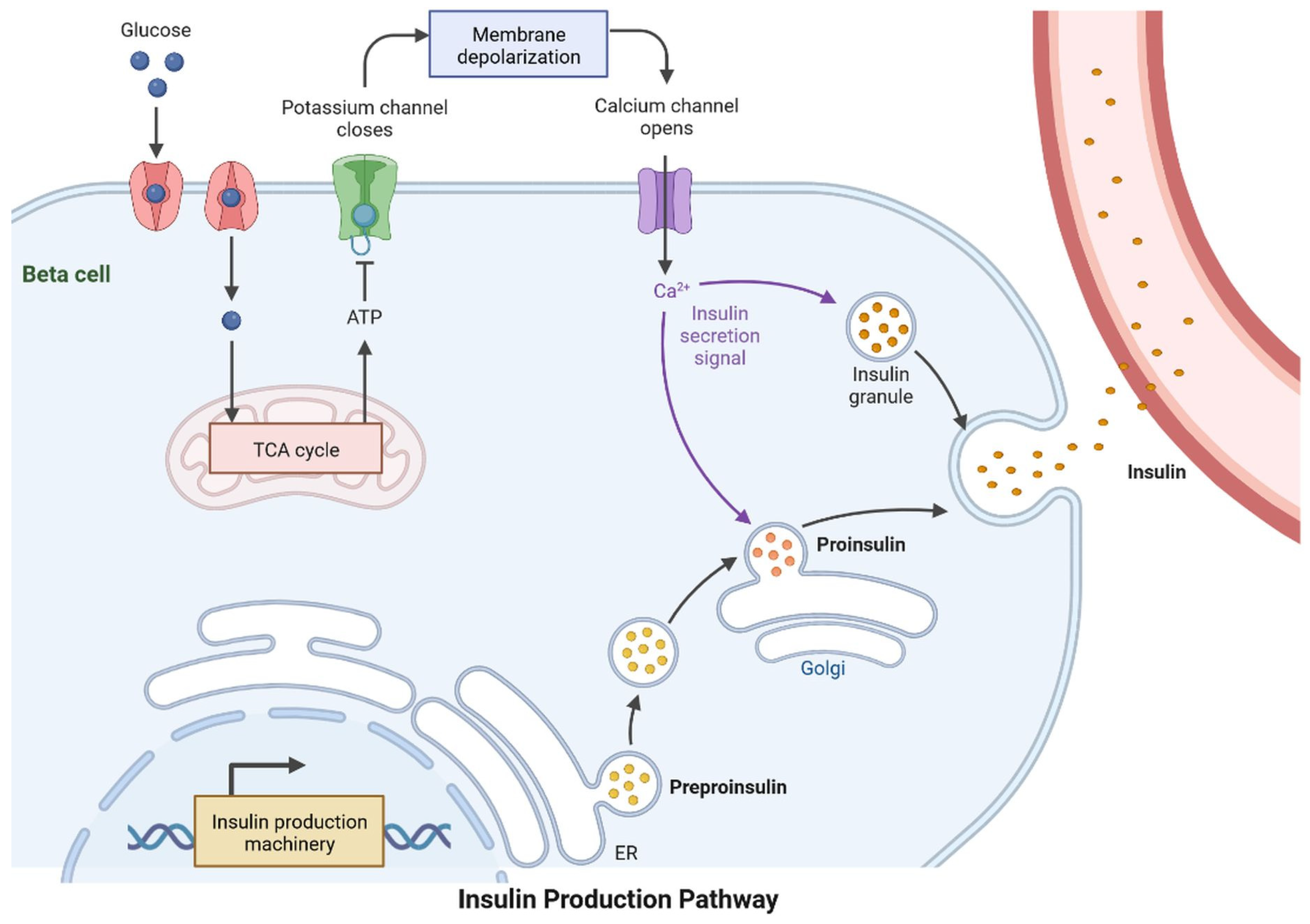 Cells 11 03767 g003 Cells 11 03767 g003