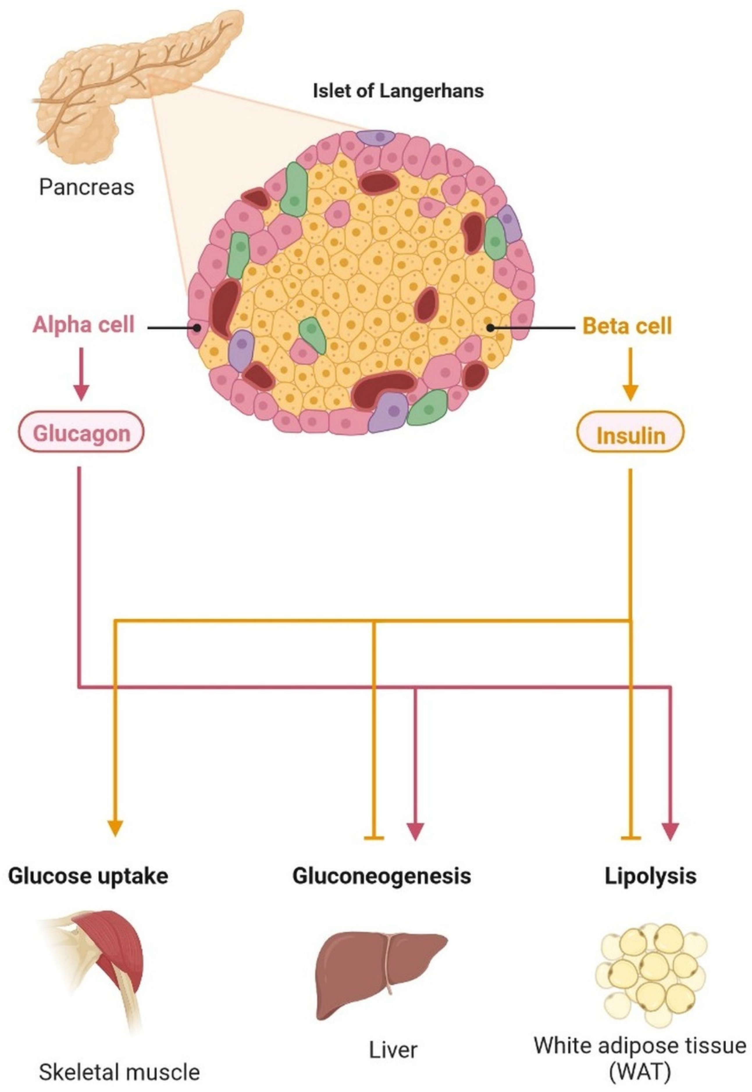 Cells 11 03767 g004 Cells 11 03767 g004