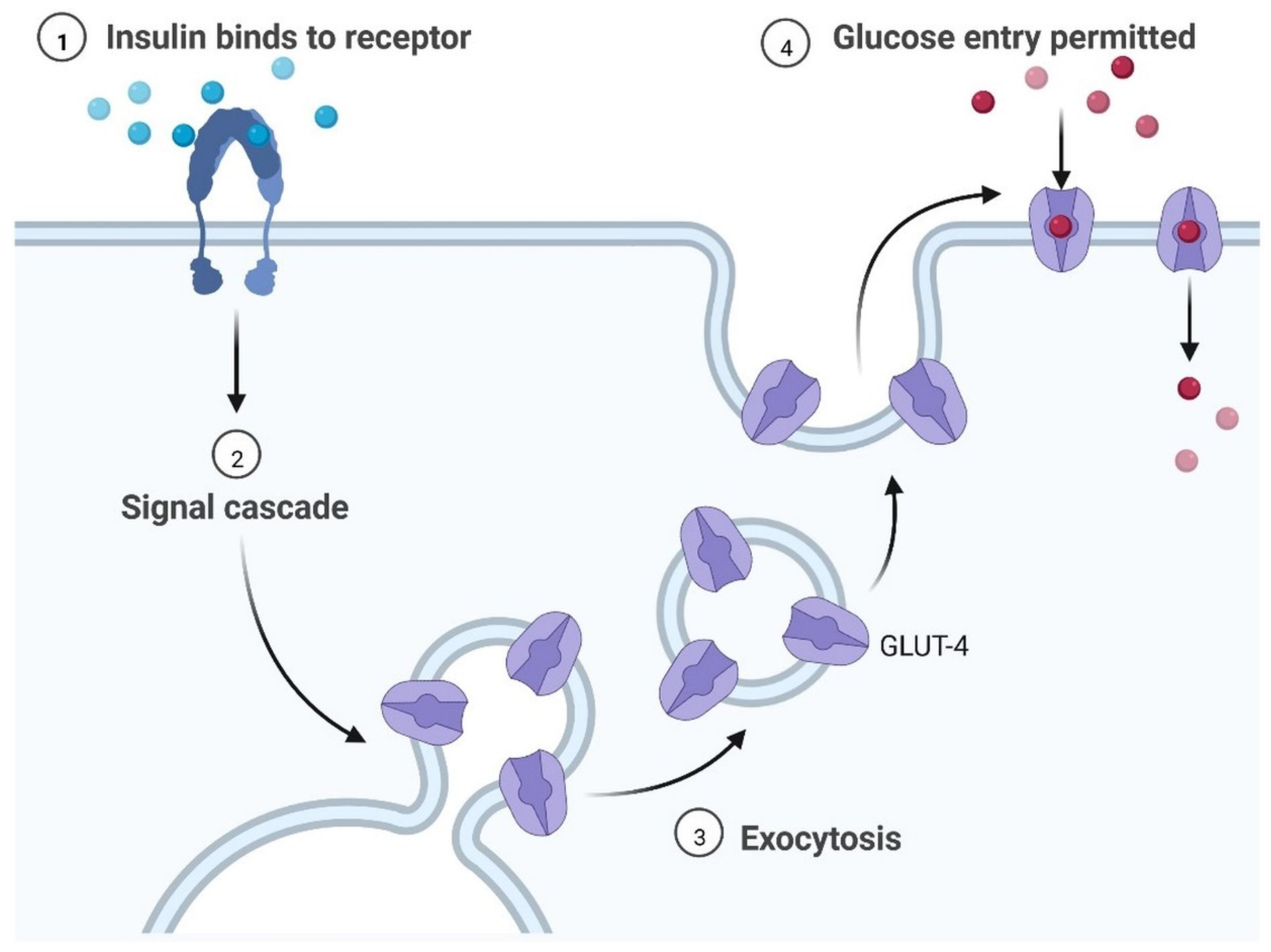 Cells 11 03767 g005 Cells 11 03767 g005
