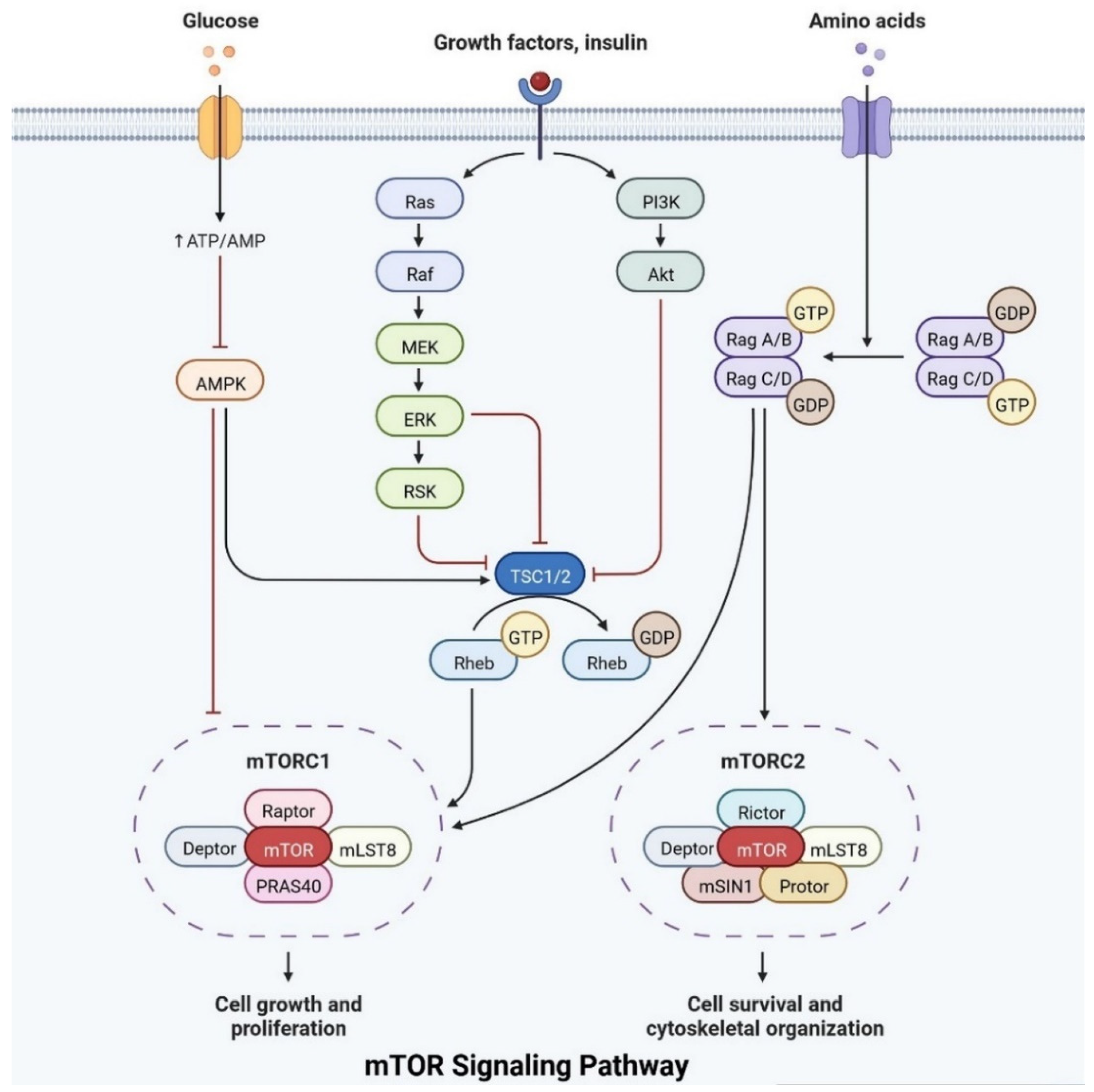 Cells 11 03767 g008 Cells 11 03767 g008