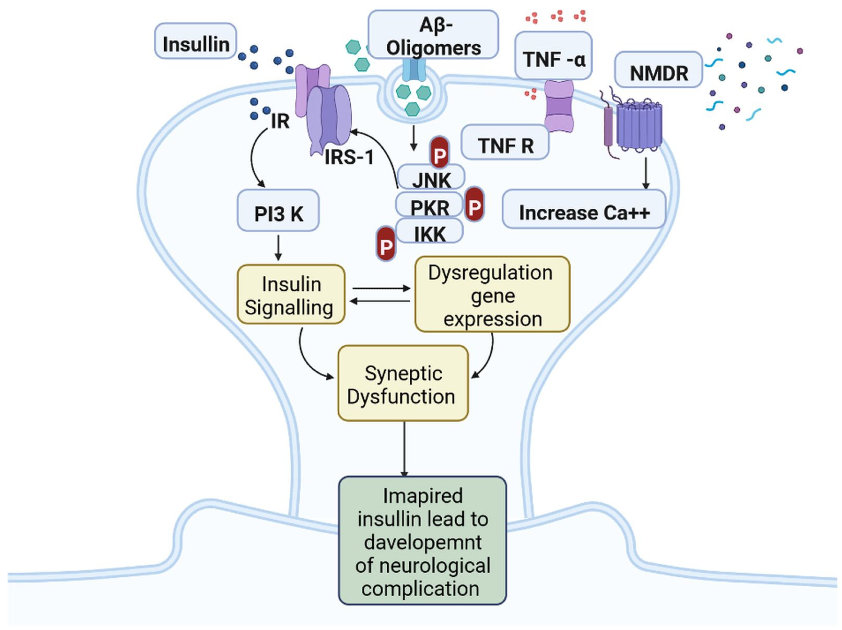 Development of Dementia in Type 2 Diabetes Patients: Mechanisms of ...