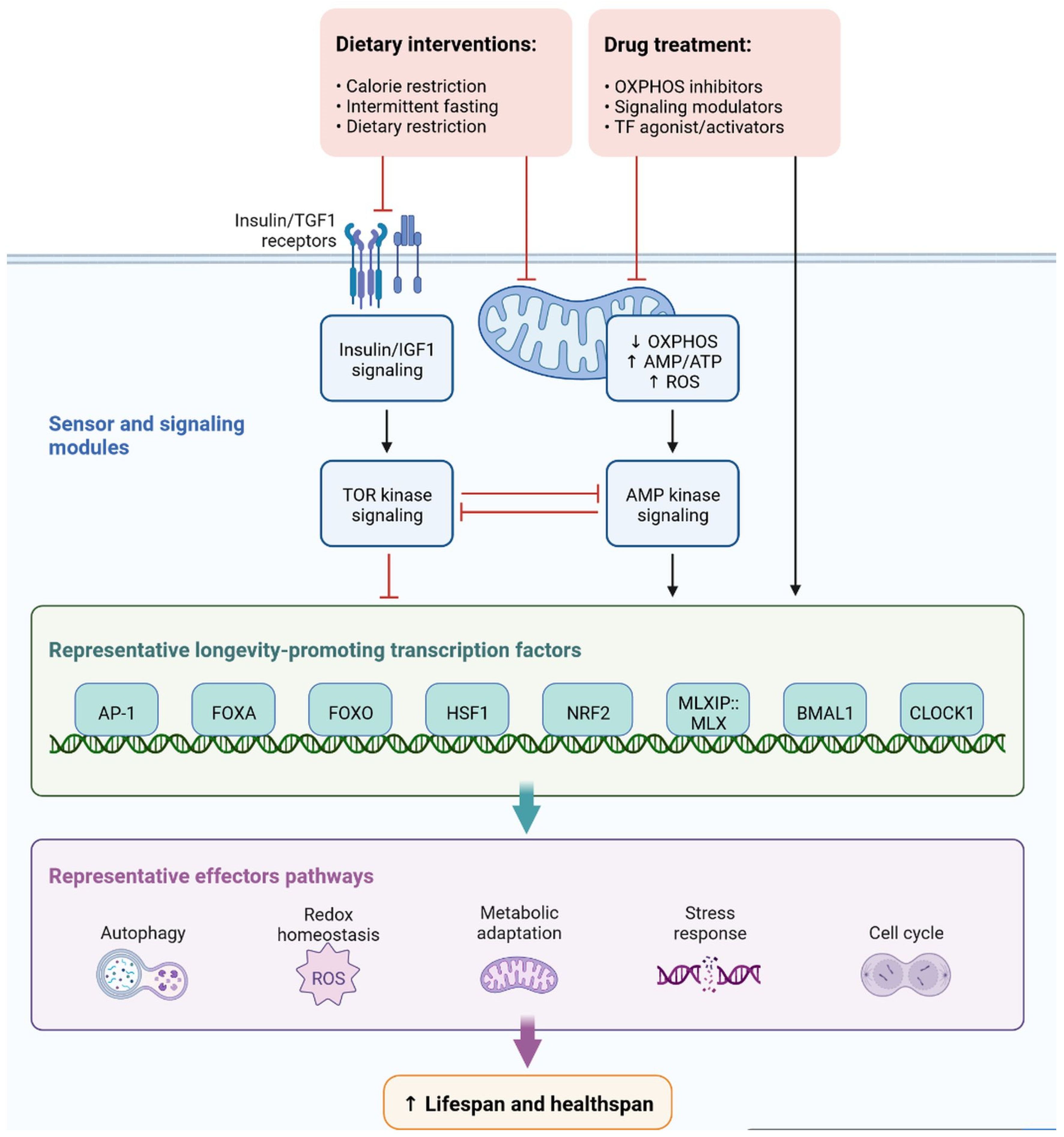 Cells 11 03767 g012 Cells 11 03767 g012