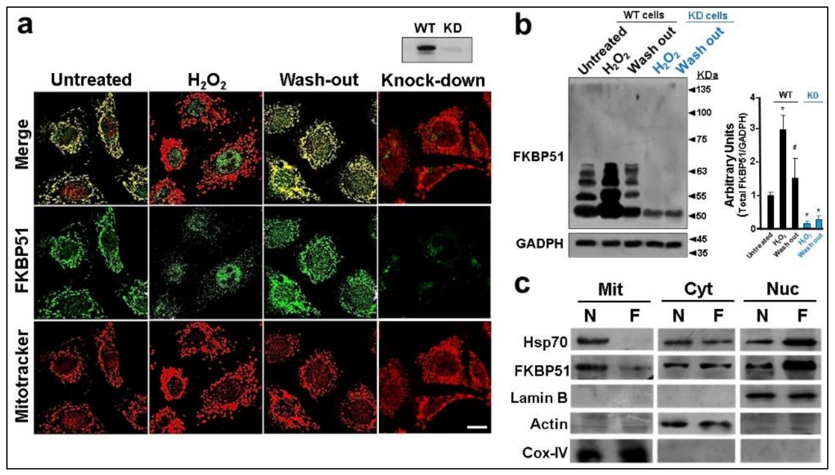 Cells 11 03771 g001 Cells 11 03771 g001