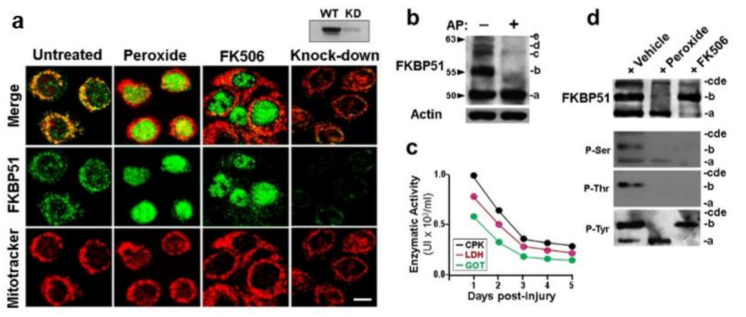 Cells 11 03771 g003 Cells 11 03771 g003
