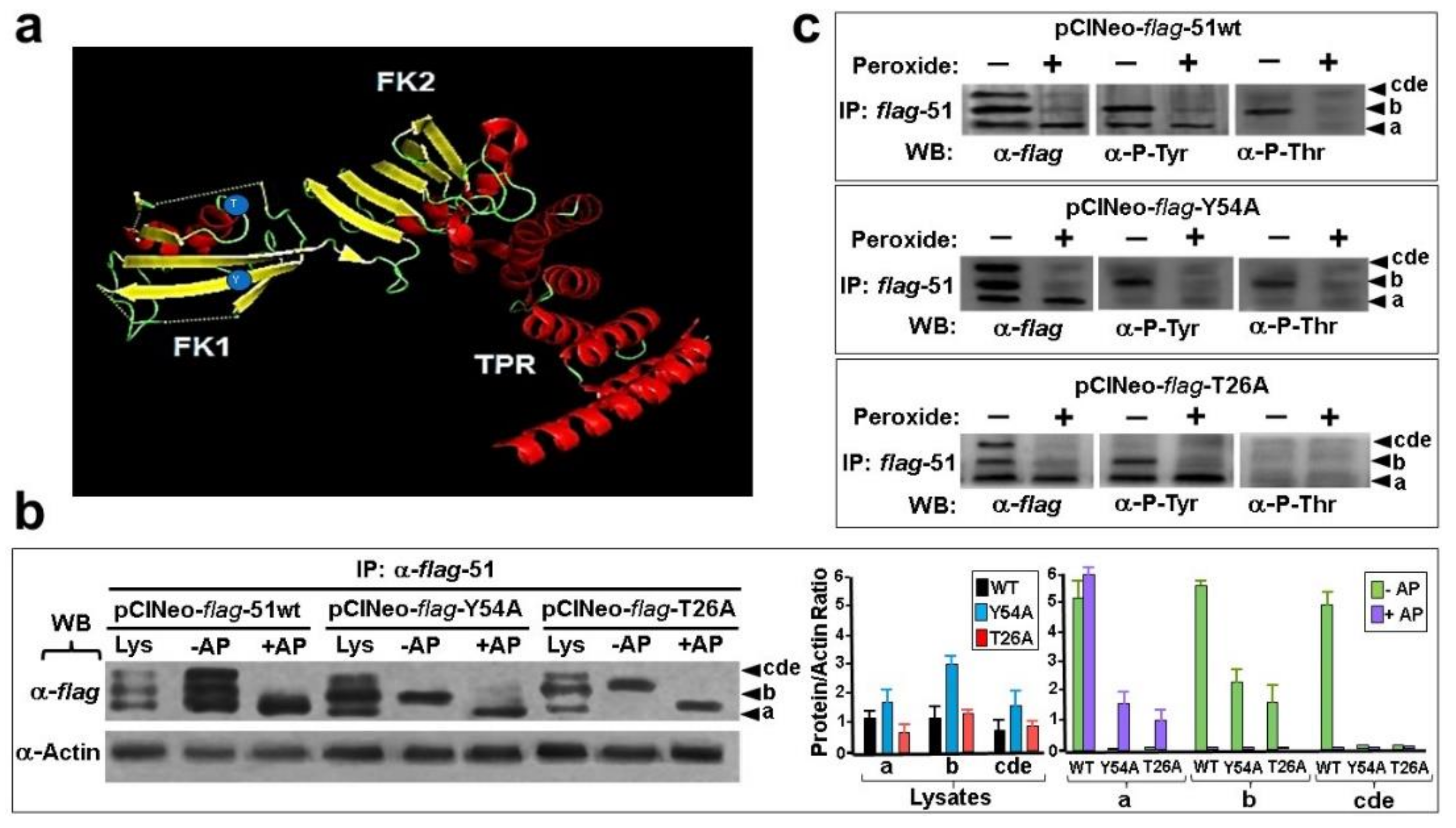 Cells 11 03771 g004 Cells 11 03771 g004