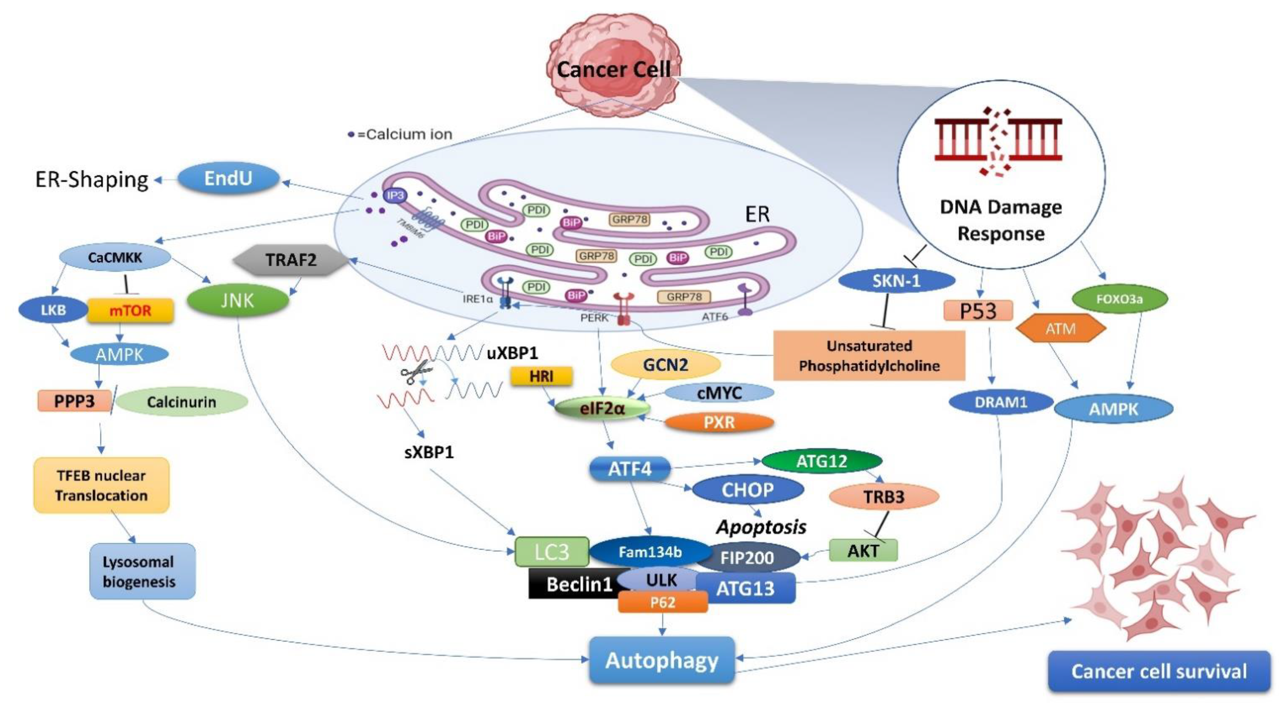 Cells 11 03773 g002 Cells 11 03773 g002