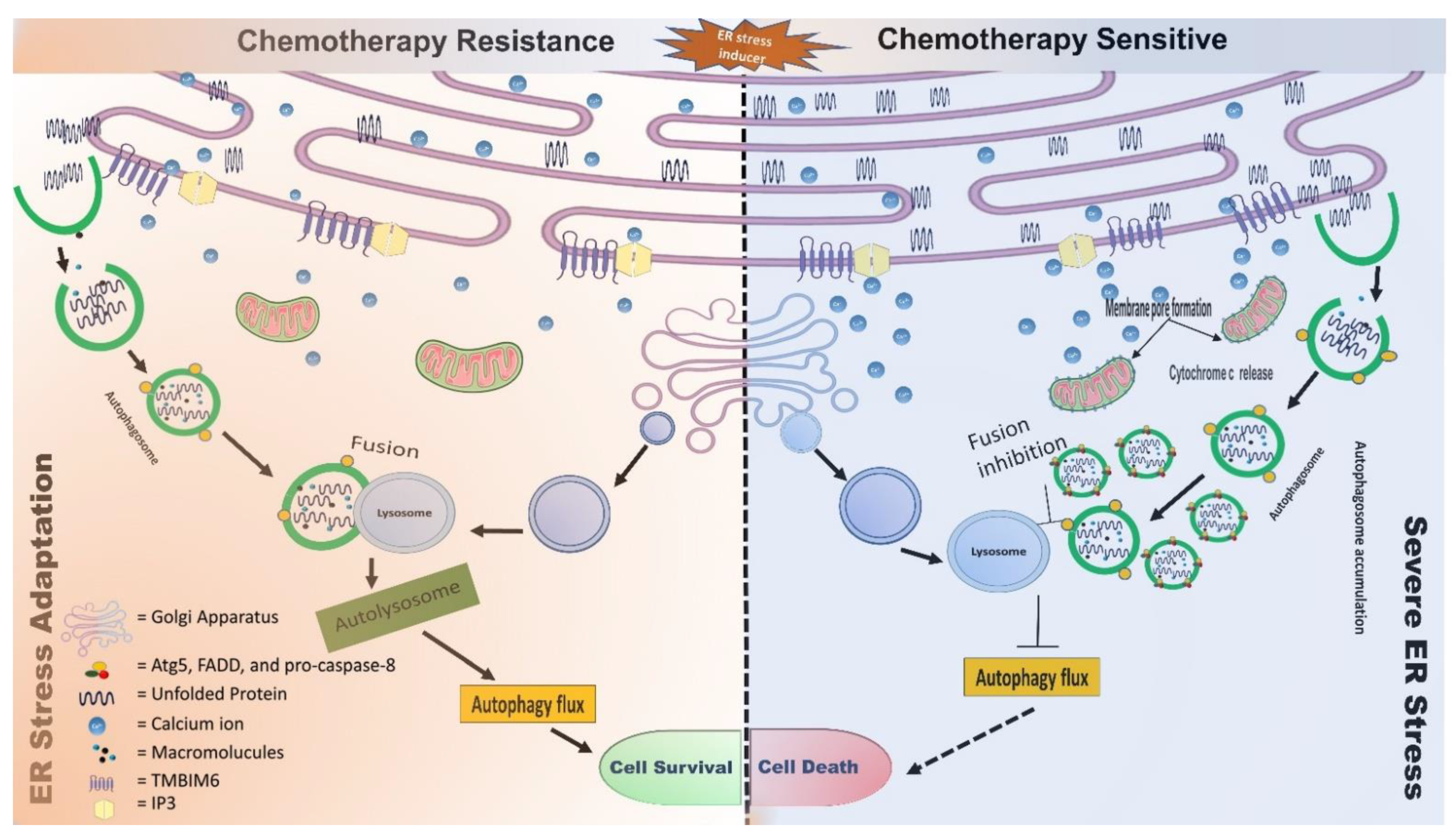 Cells 11 03773 g003 Cells 11 03773 g003