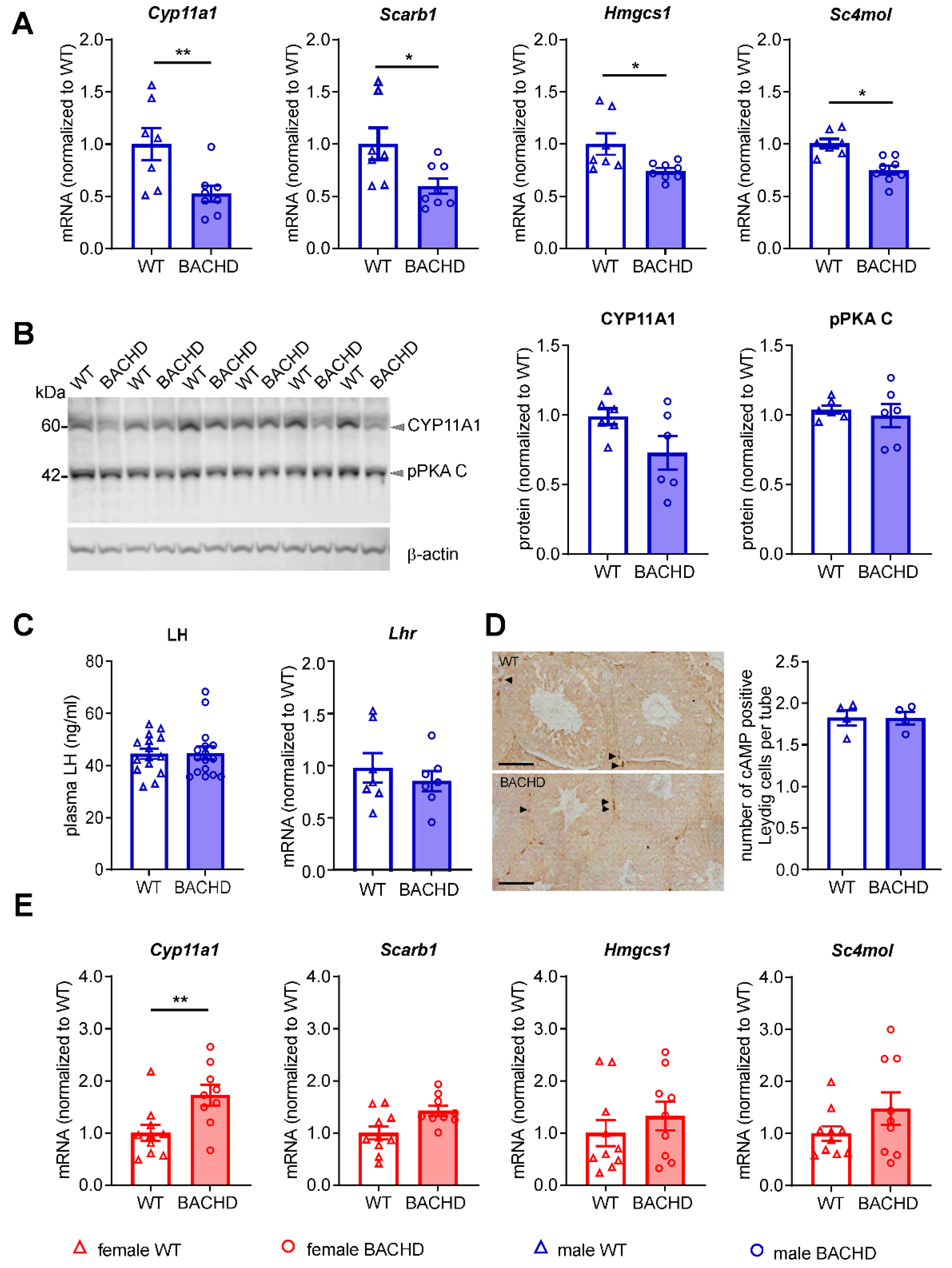 Cells 11 03779 g006 Cells 11 03779 g006