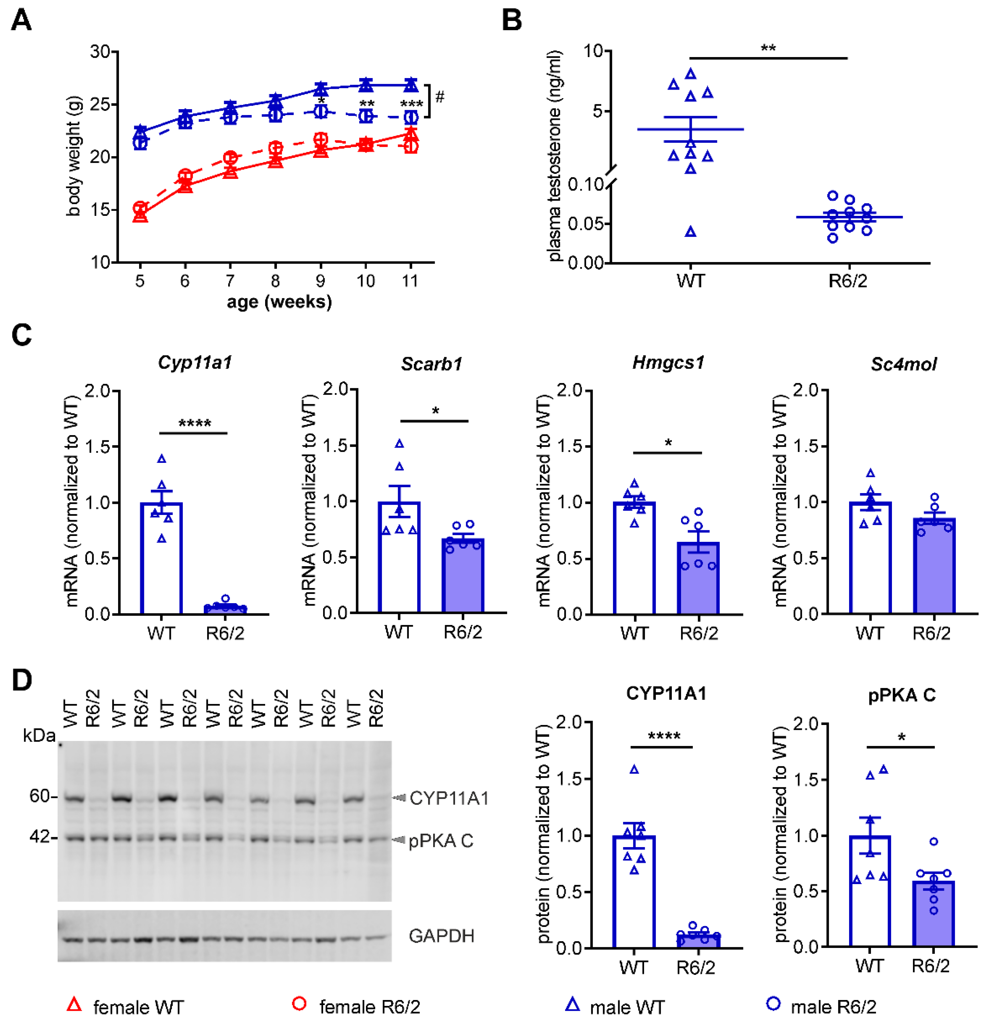 Cells 11 03779 g007 Cells 11 03779 g007