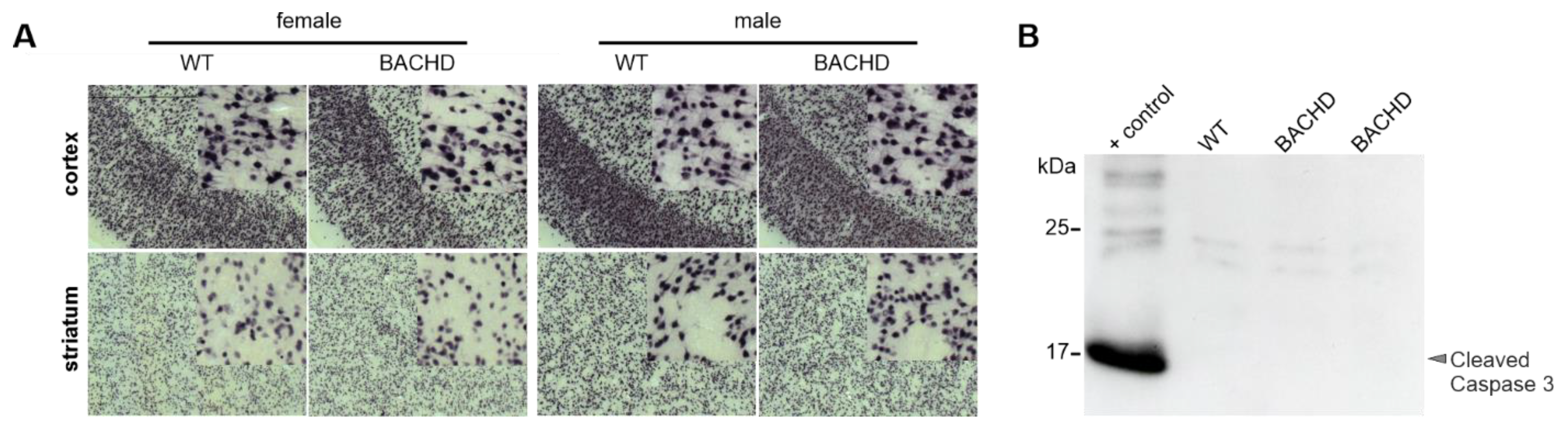 Cells 11 03779 g0a1 Cells 11 03779 g0a1