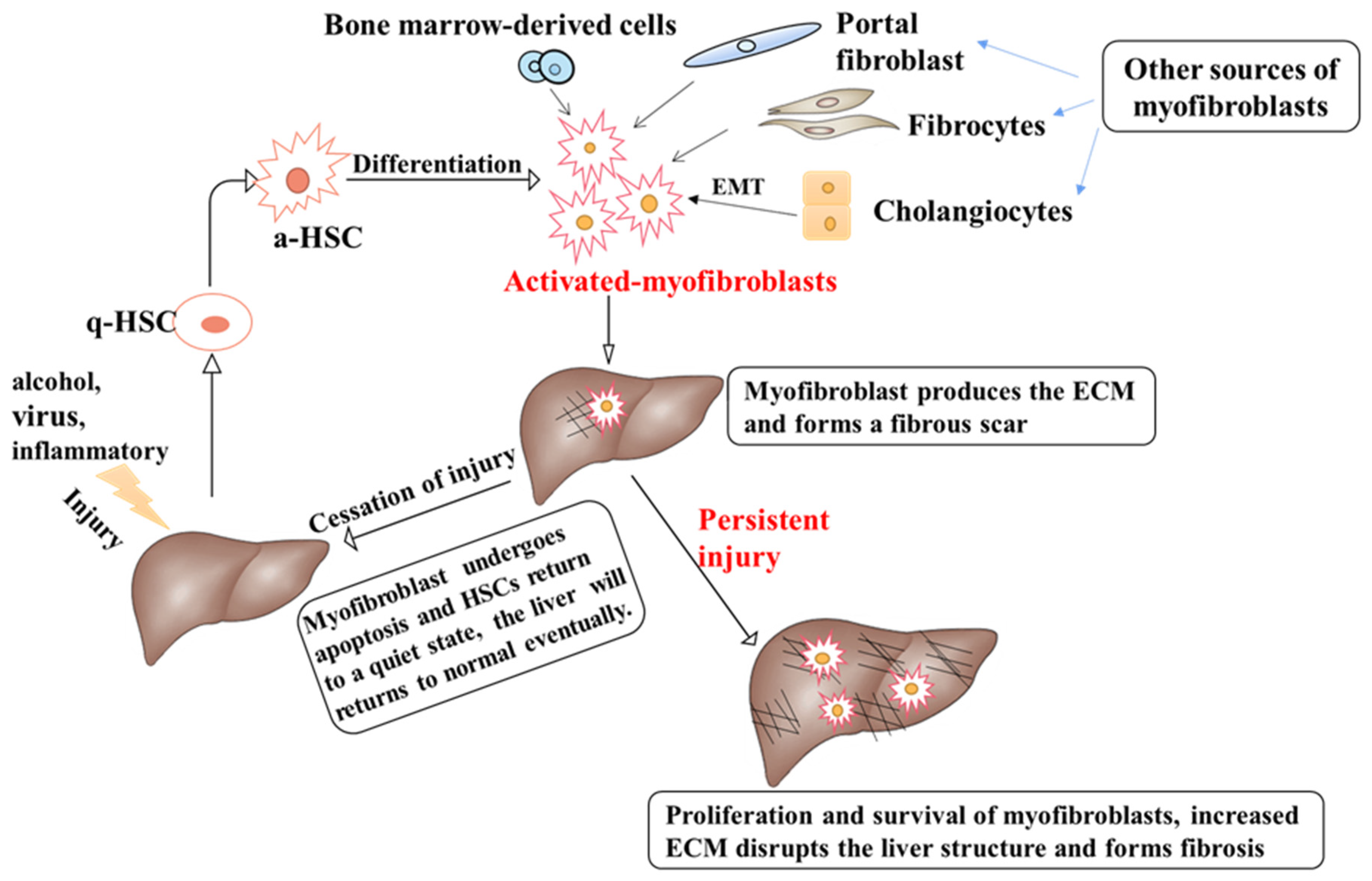 Cells 11 03783 g001 Cells 11 03783 g001