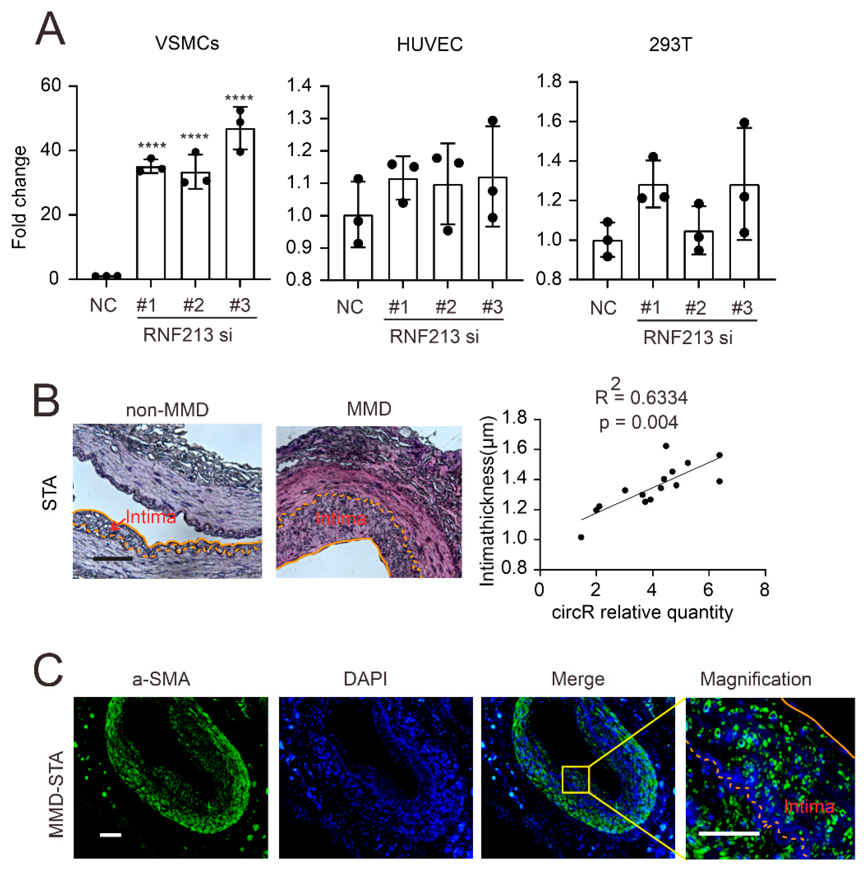 Cells 11 03792 g002 Cells 11 03792 g002