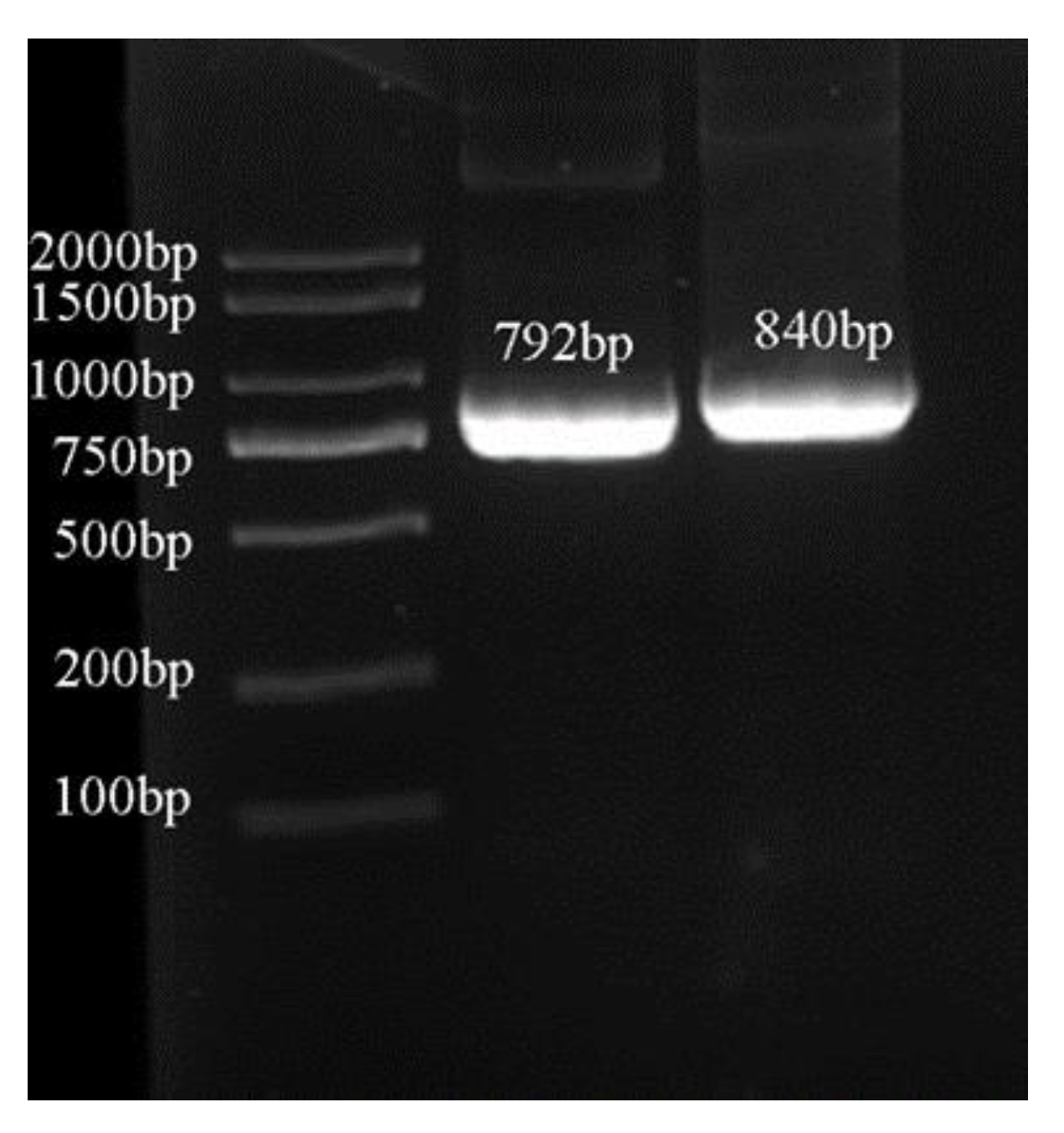 Cells 11 03793 g001 Cells 11 03793 g001