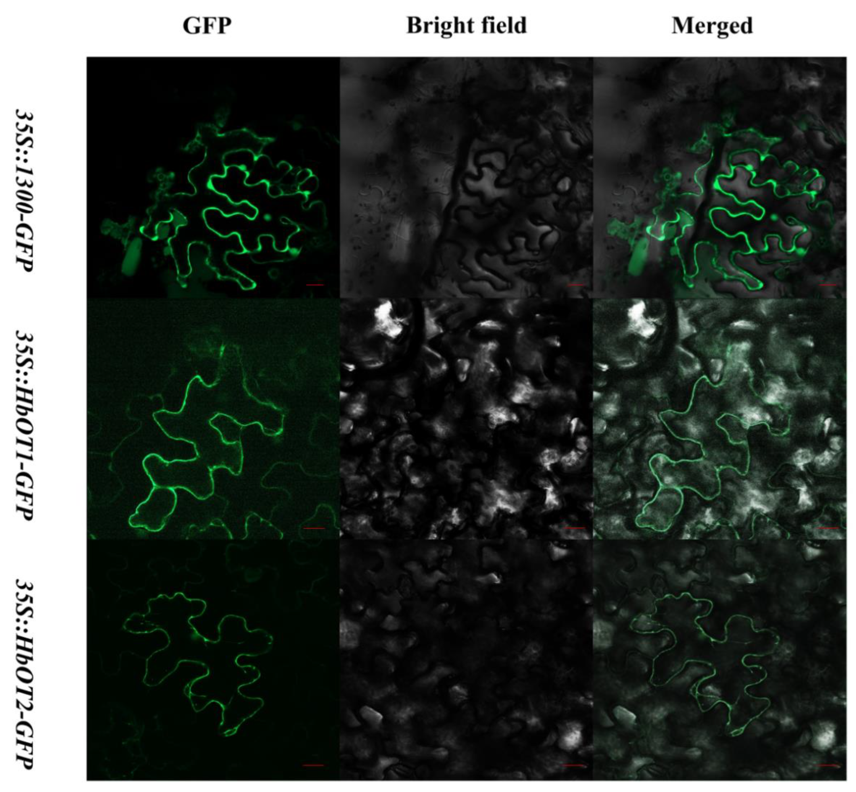 Cells 11 03793 g003 Cells 11 03793 g003