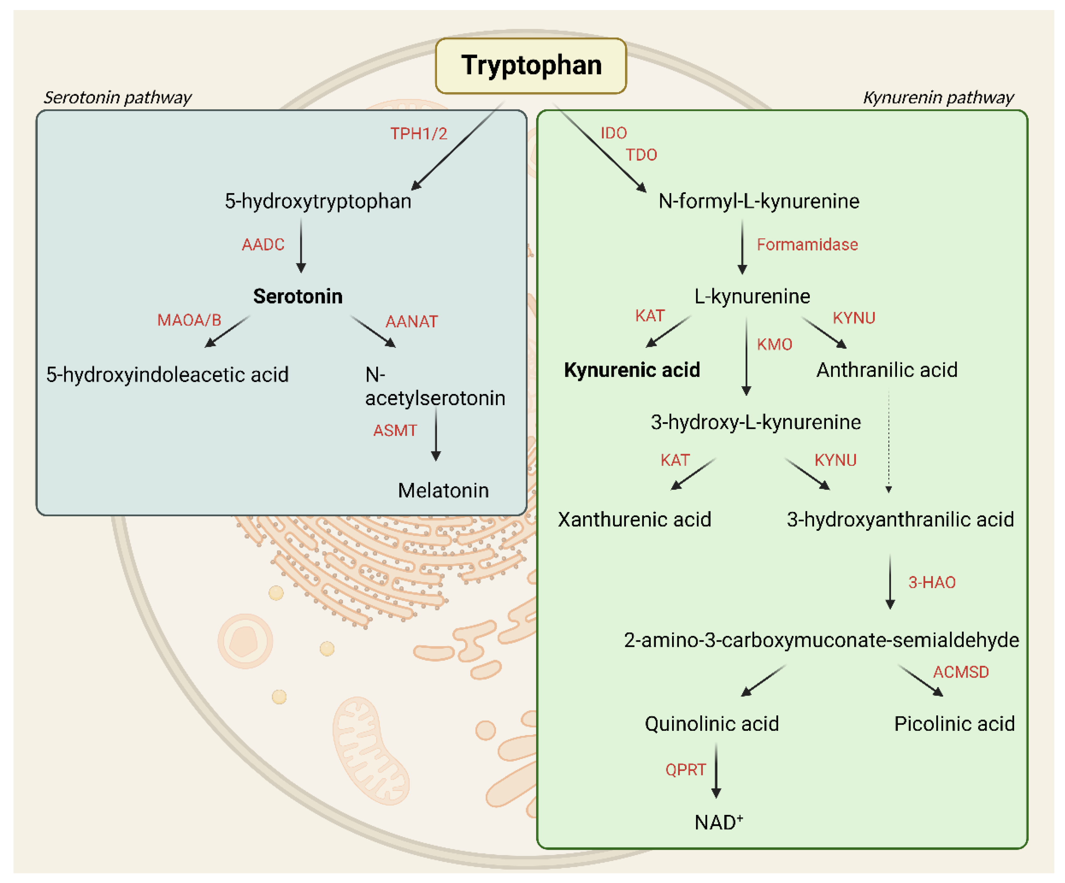 Cells Free FullText Exploring the Tryptophan Metabolic Pathways in