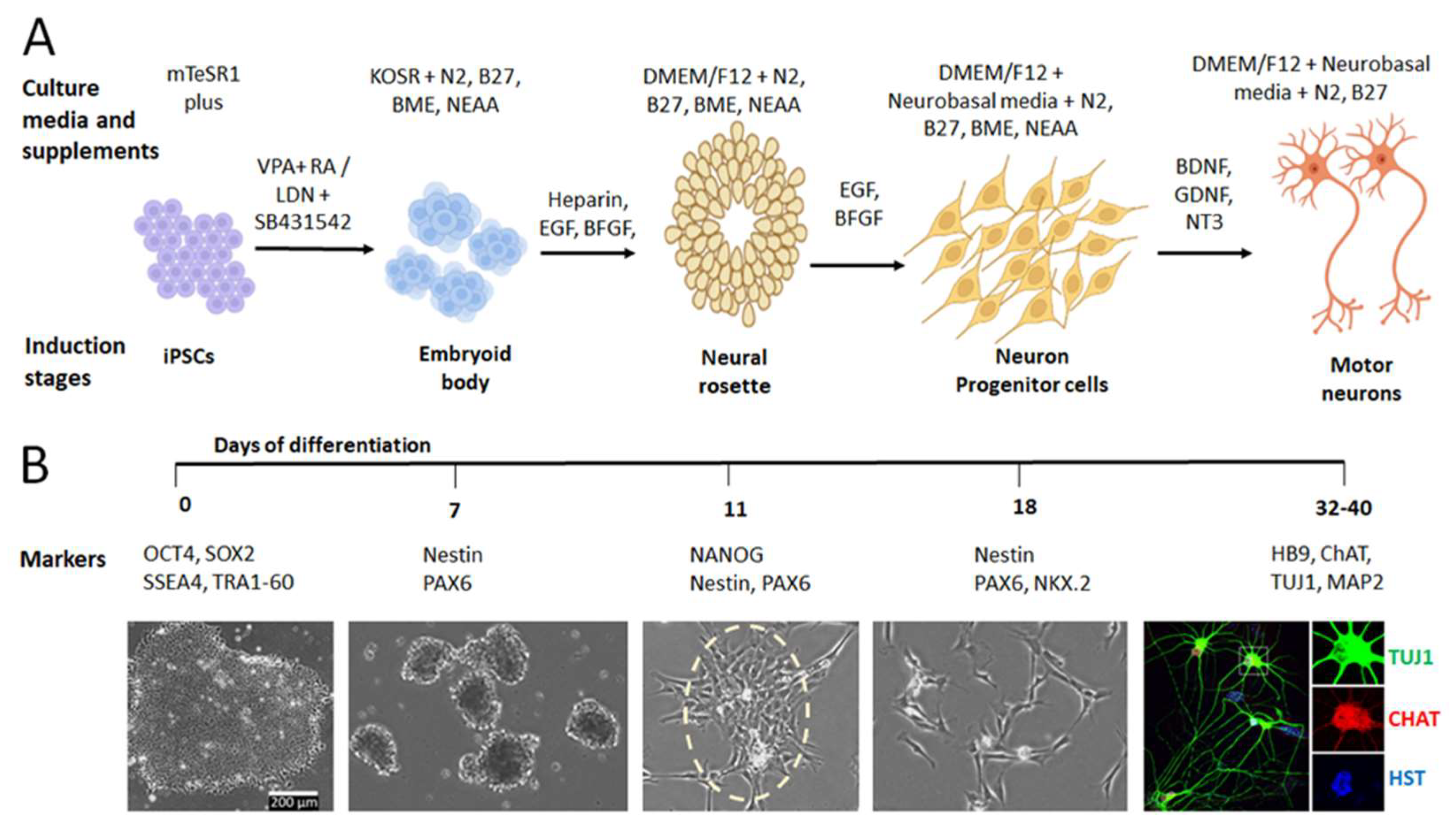 Cells 11 03796 g001 Cells 11 03796 g001