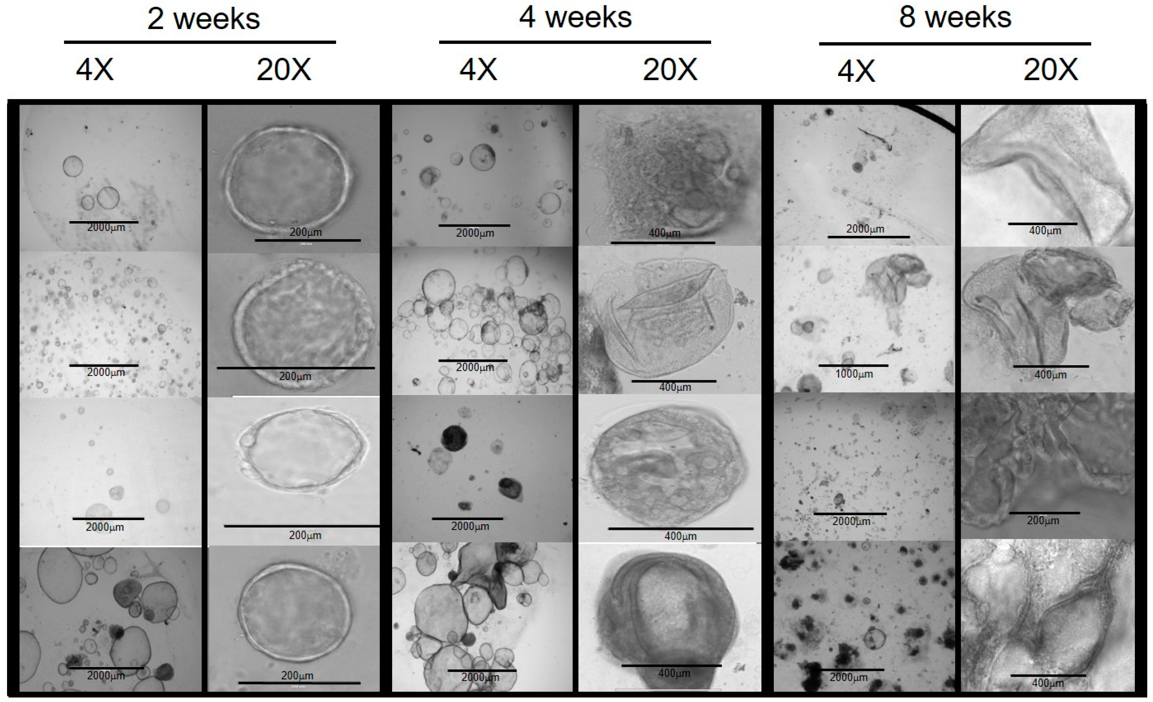 Cells 11 03797 g001 Cells 11 03797 g001
