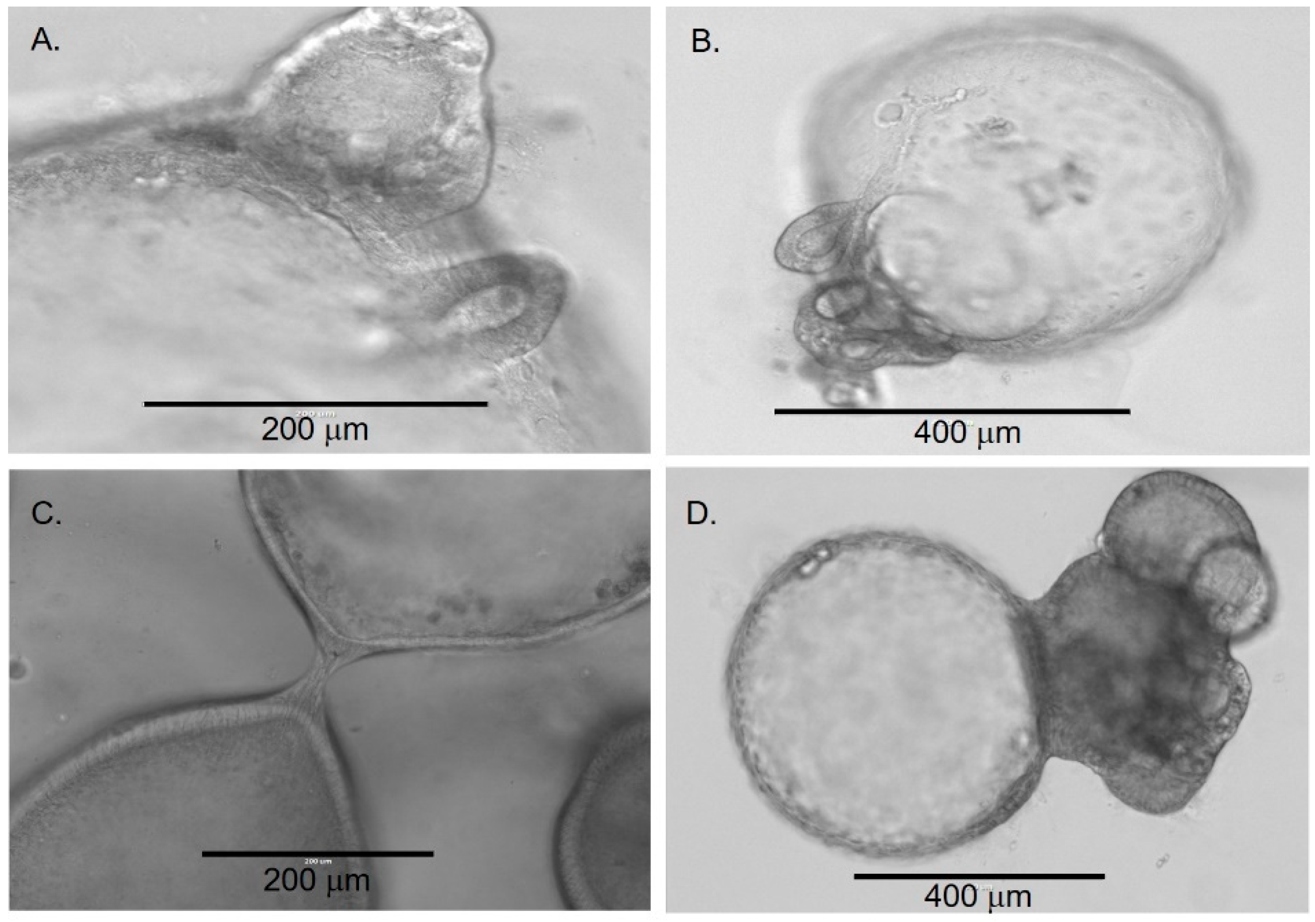 Cells 11 03797 g003 Cells 11 03797 g003